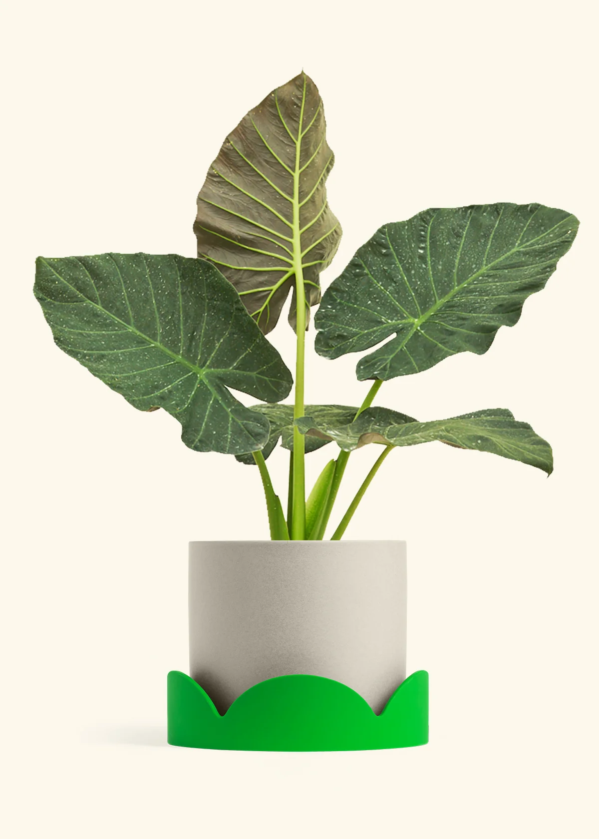 Product image 100