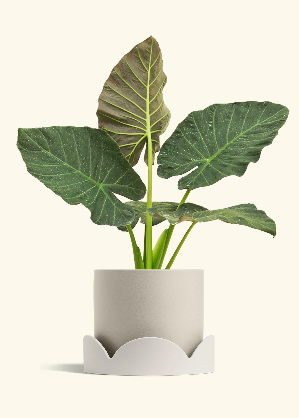 Product image 101