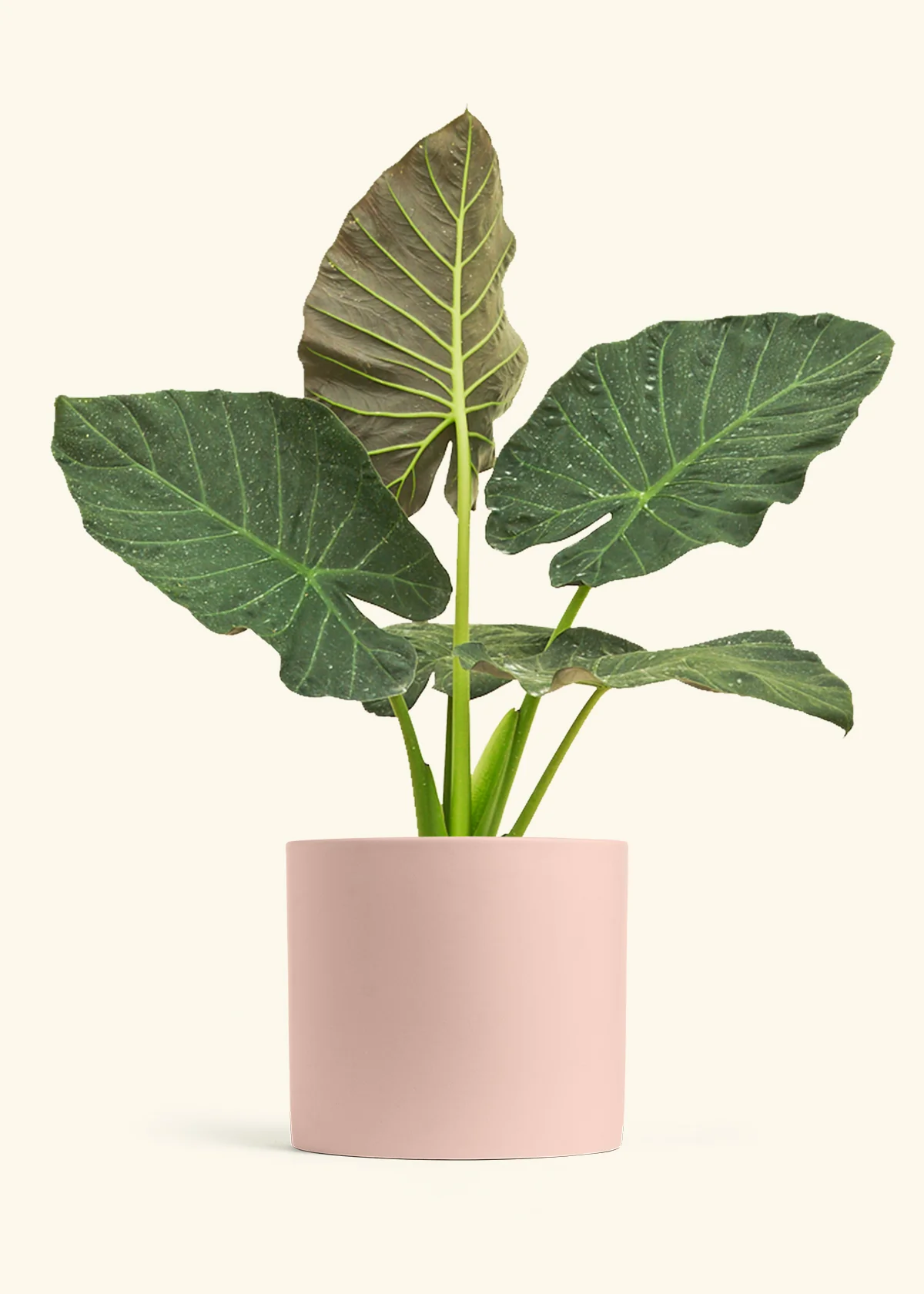 Product image 105