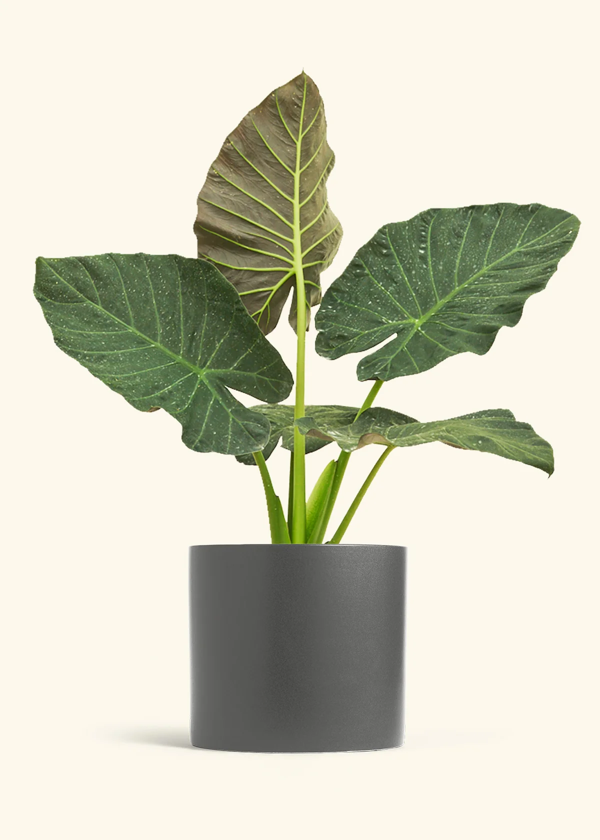 Product image 106