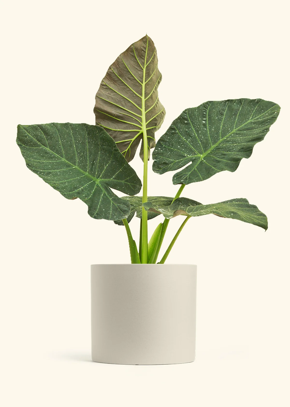 Product image 107