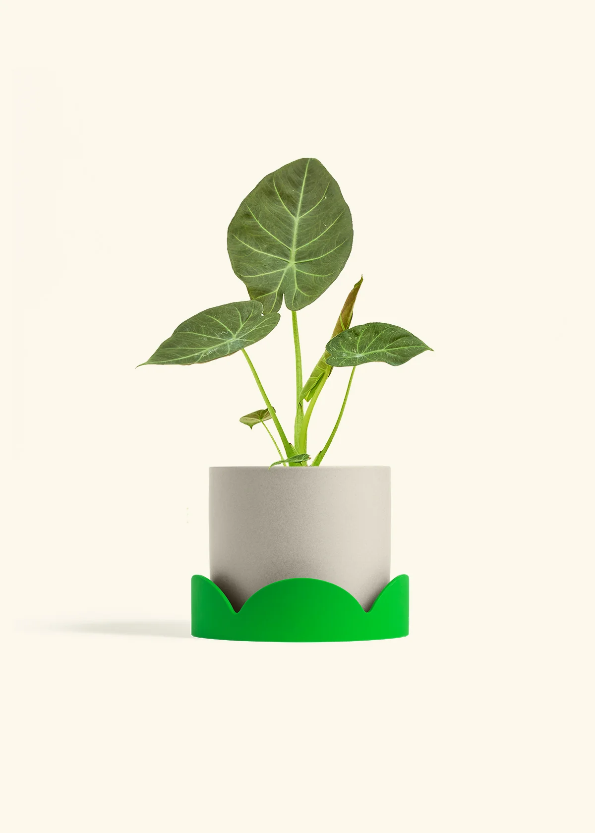 Product image 66