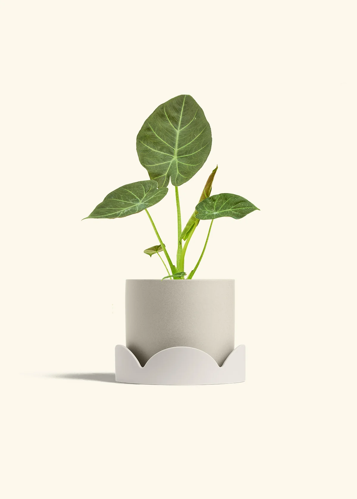 Product image 67