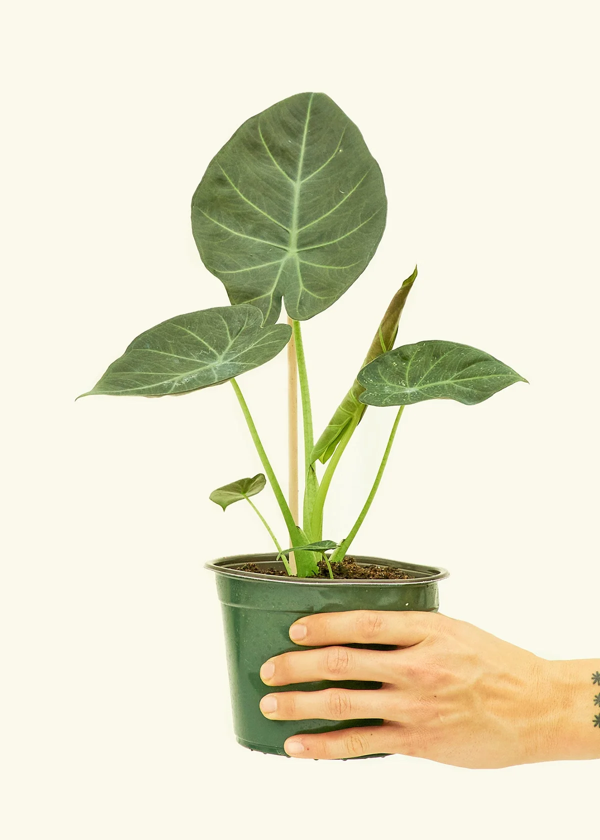 Product image 69