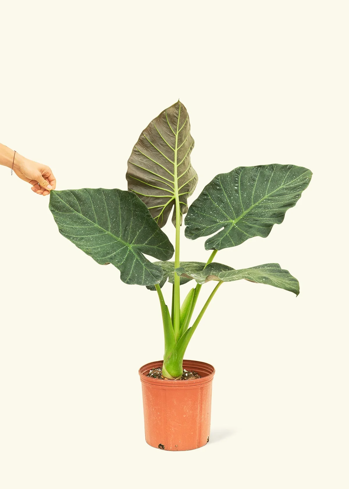 Product image 74