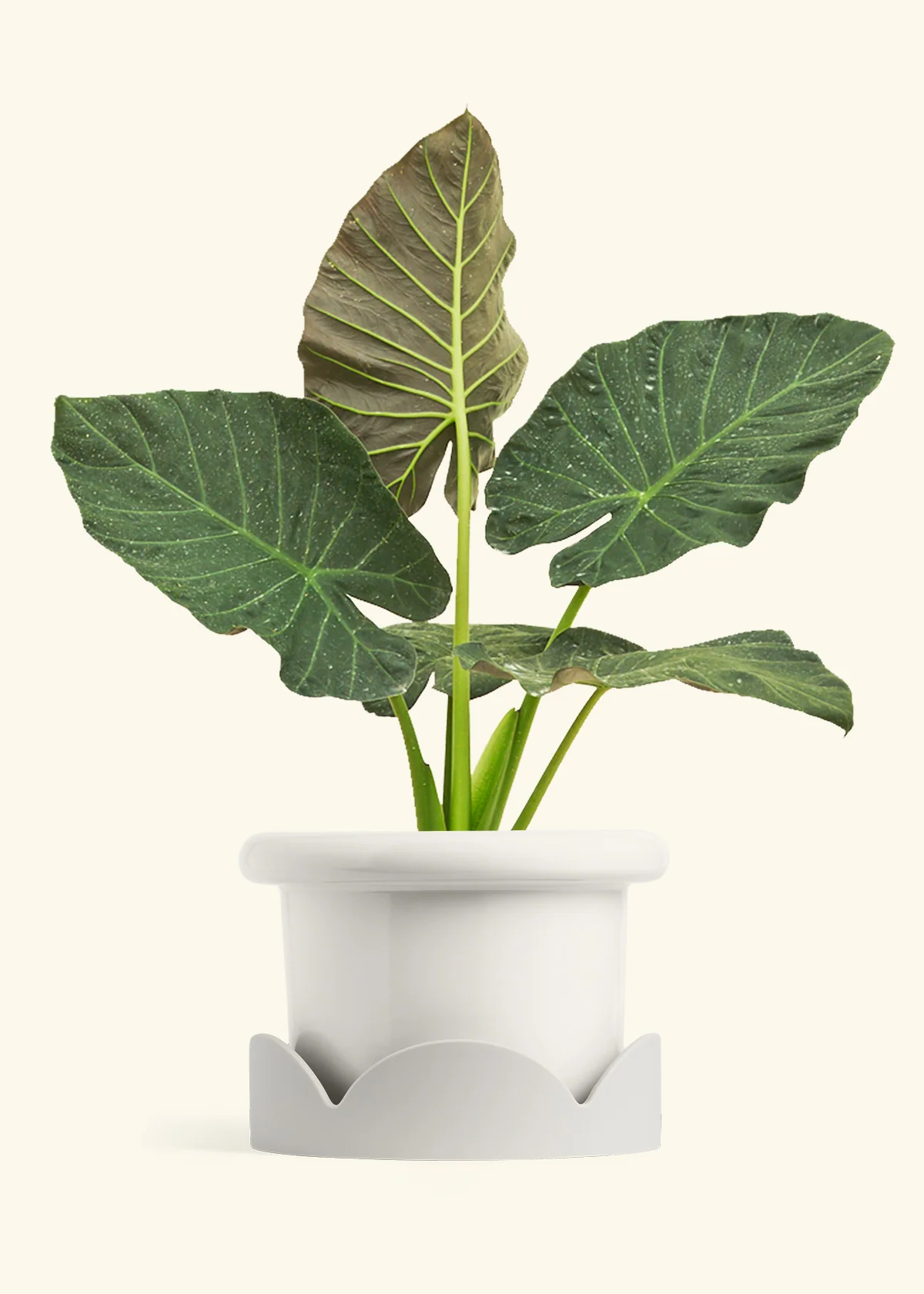 Product image 77