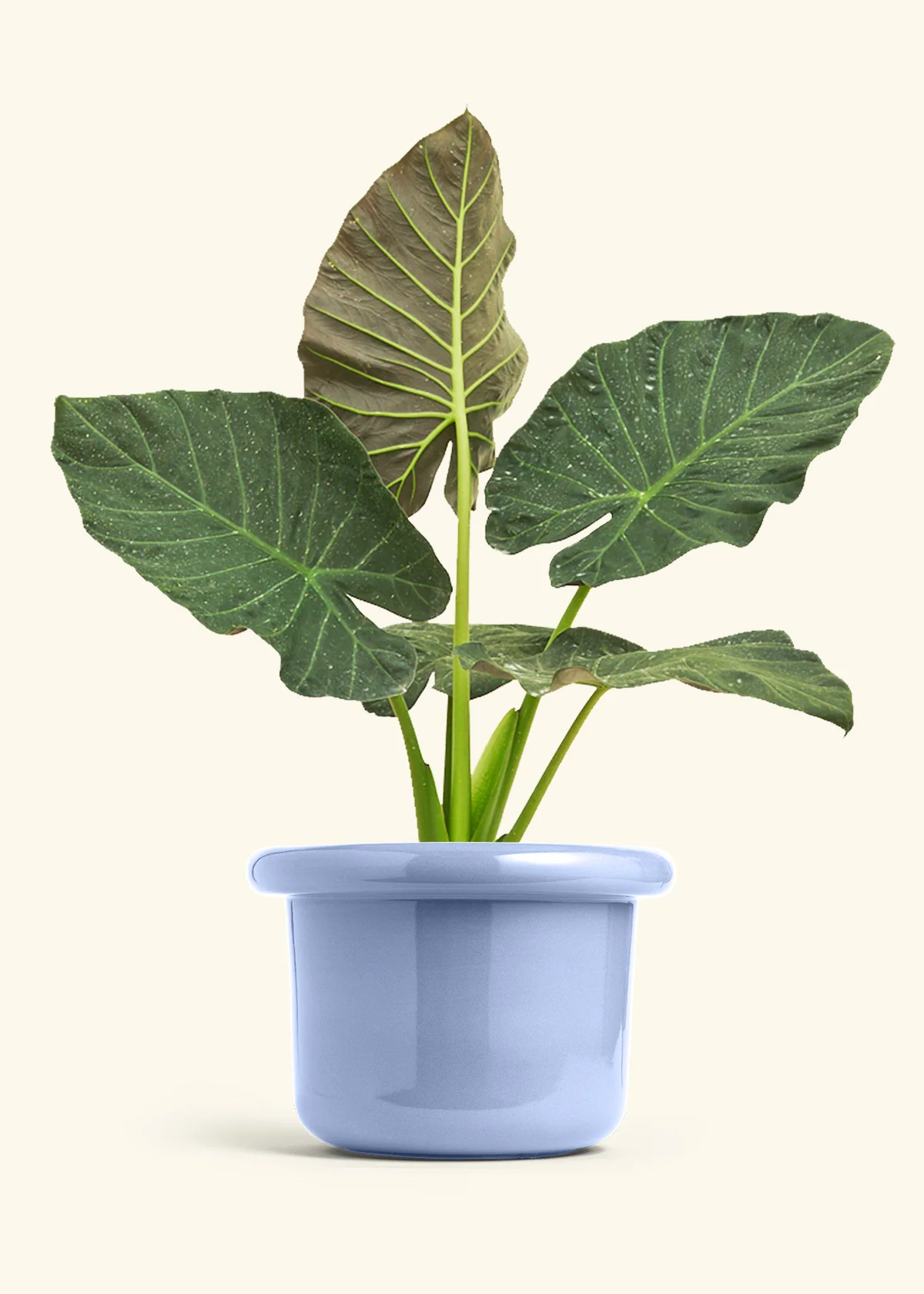 Product image 79