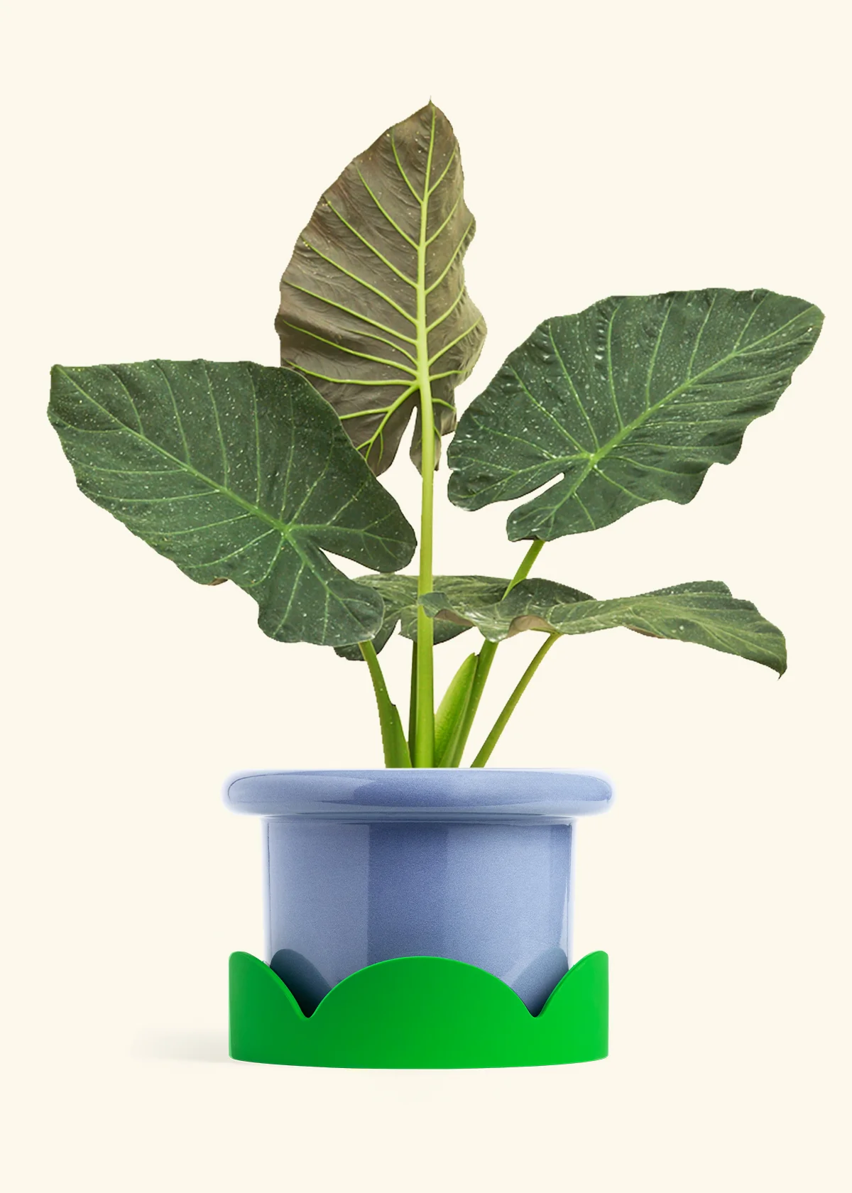 Product image 80