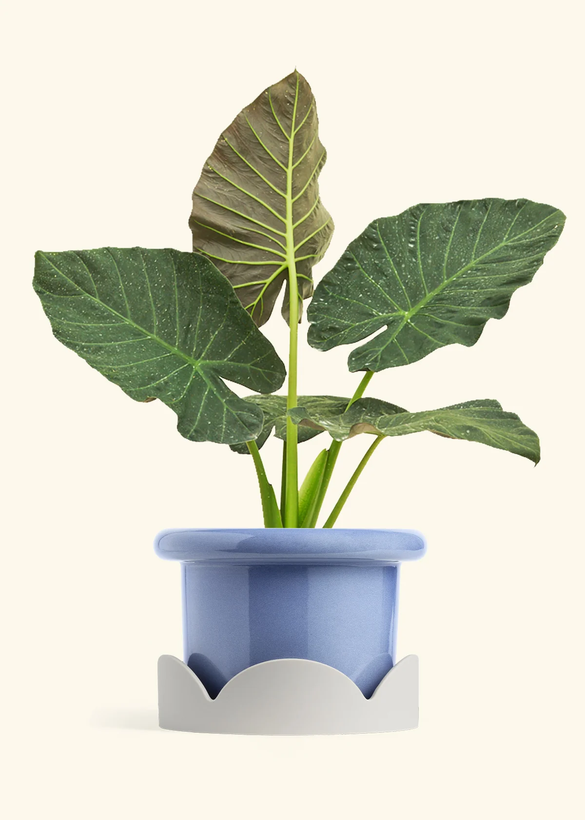 Product image 81