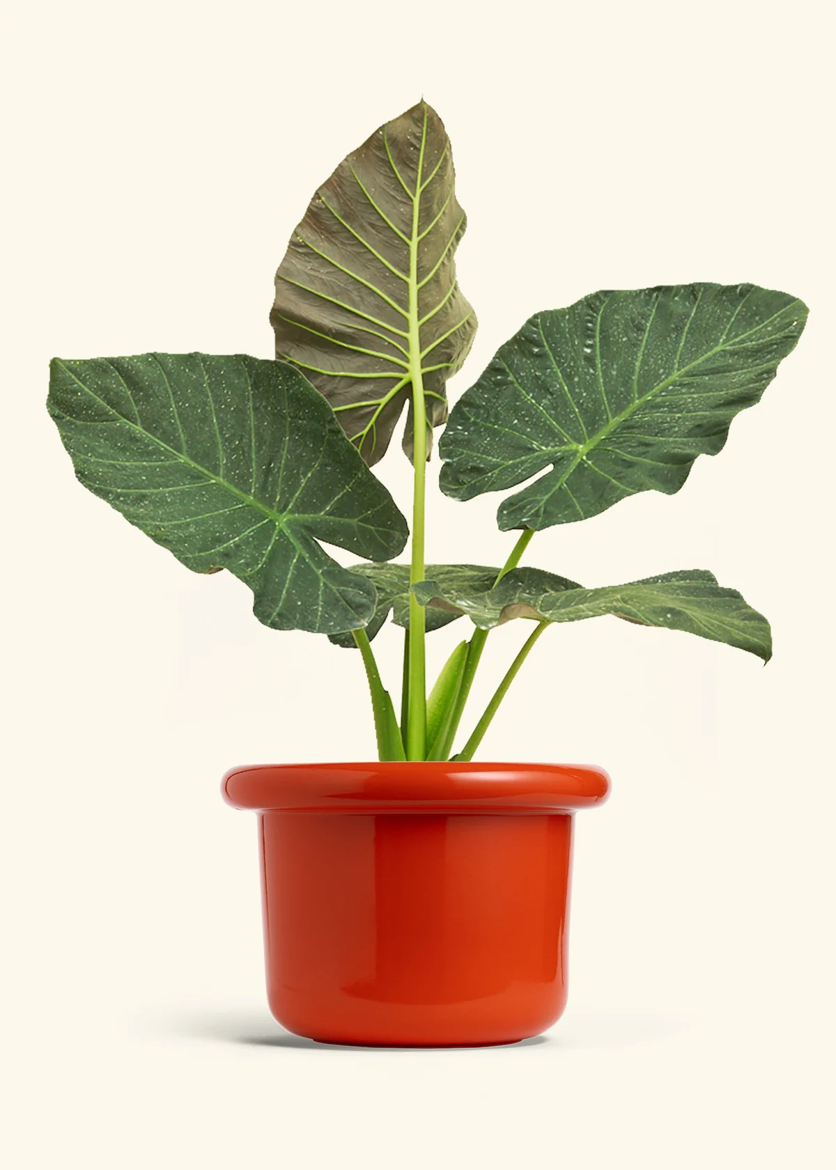 Product image 83