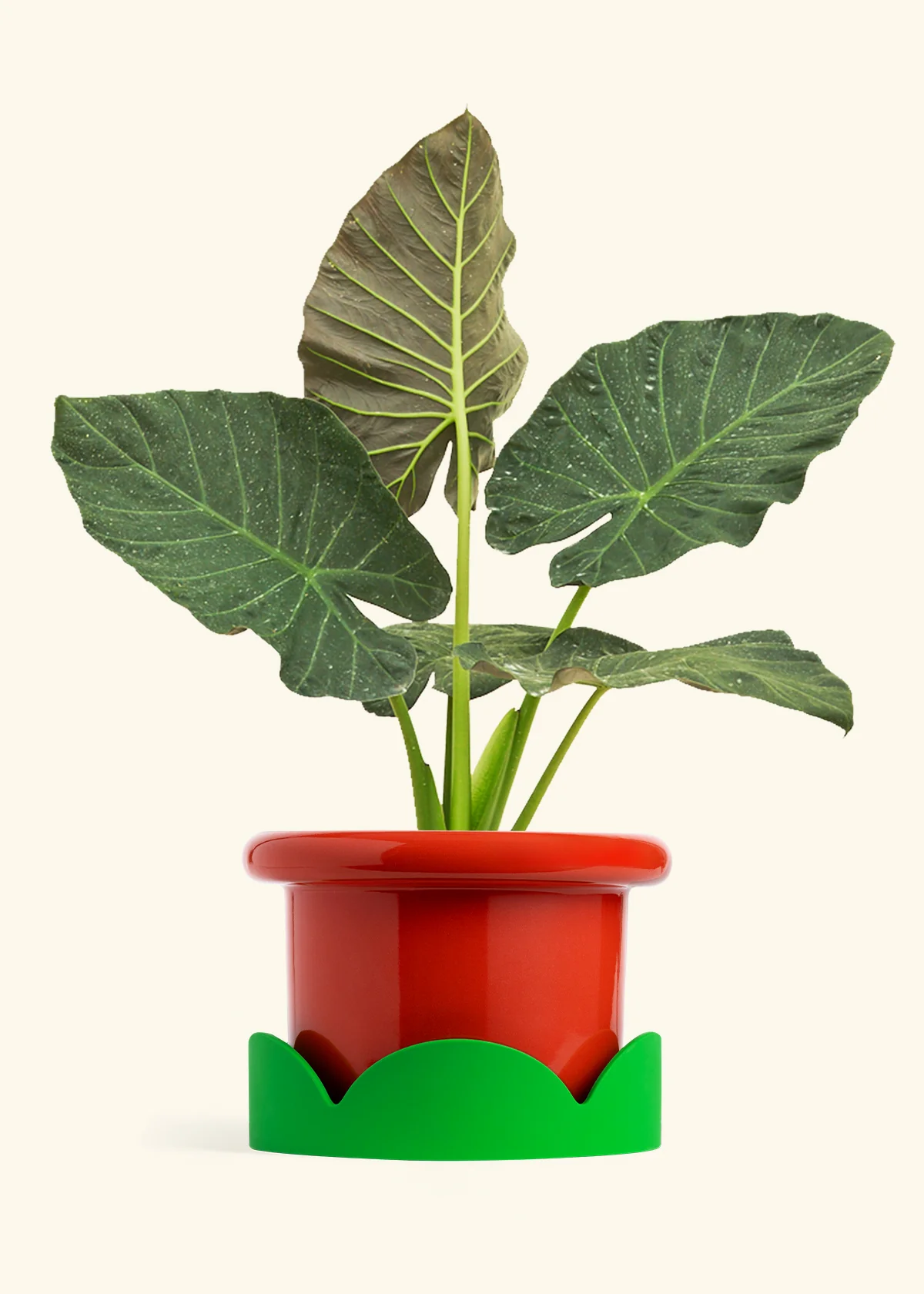 Product image 84