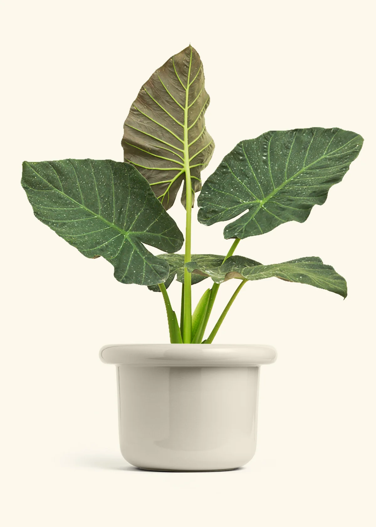 Product image 87