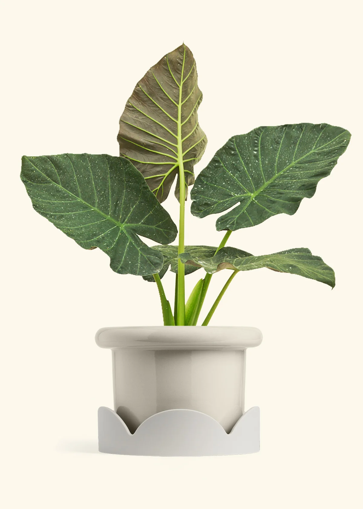 Product image 89