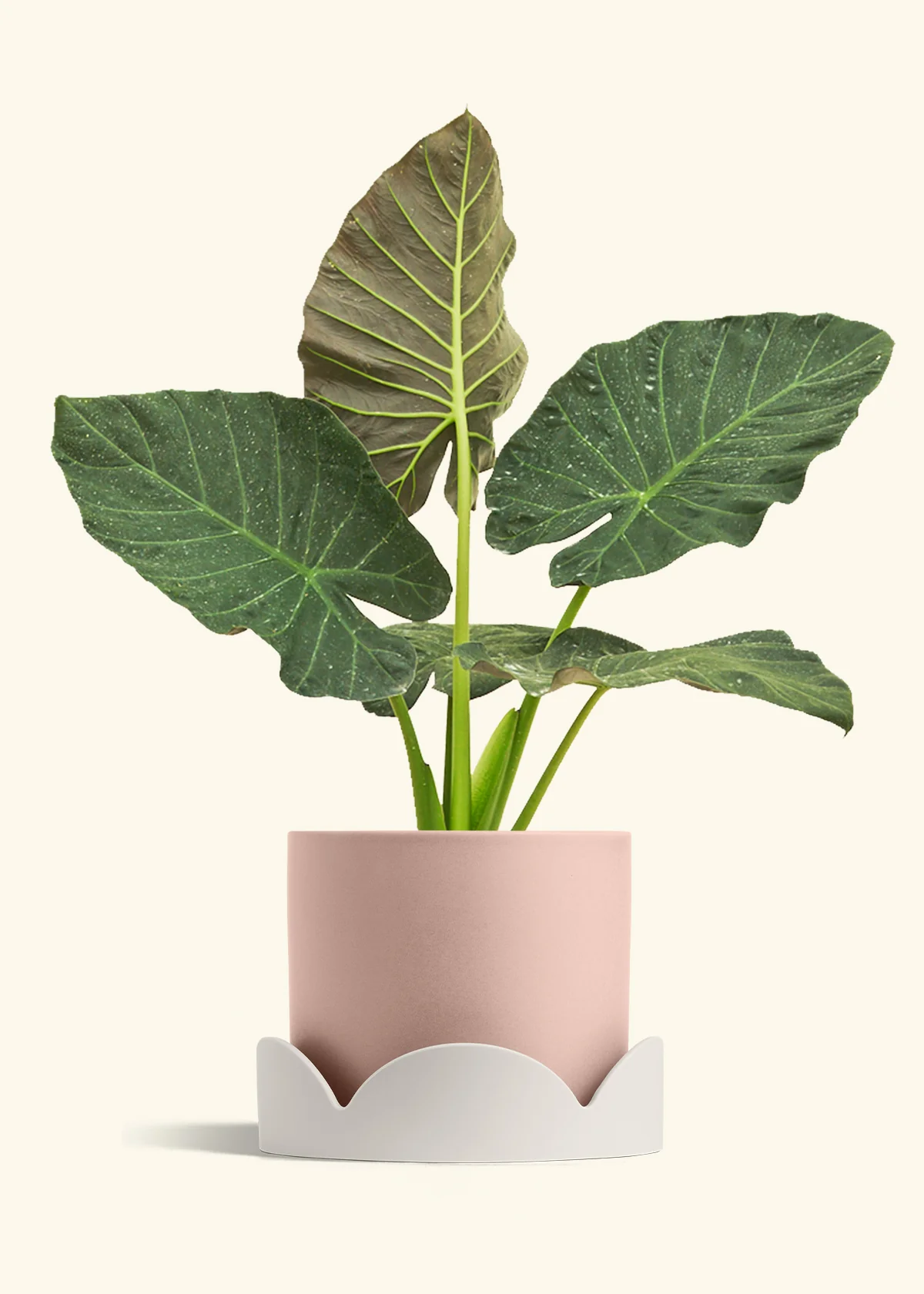 Product image 95