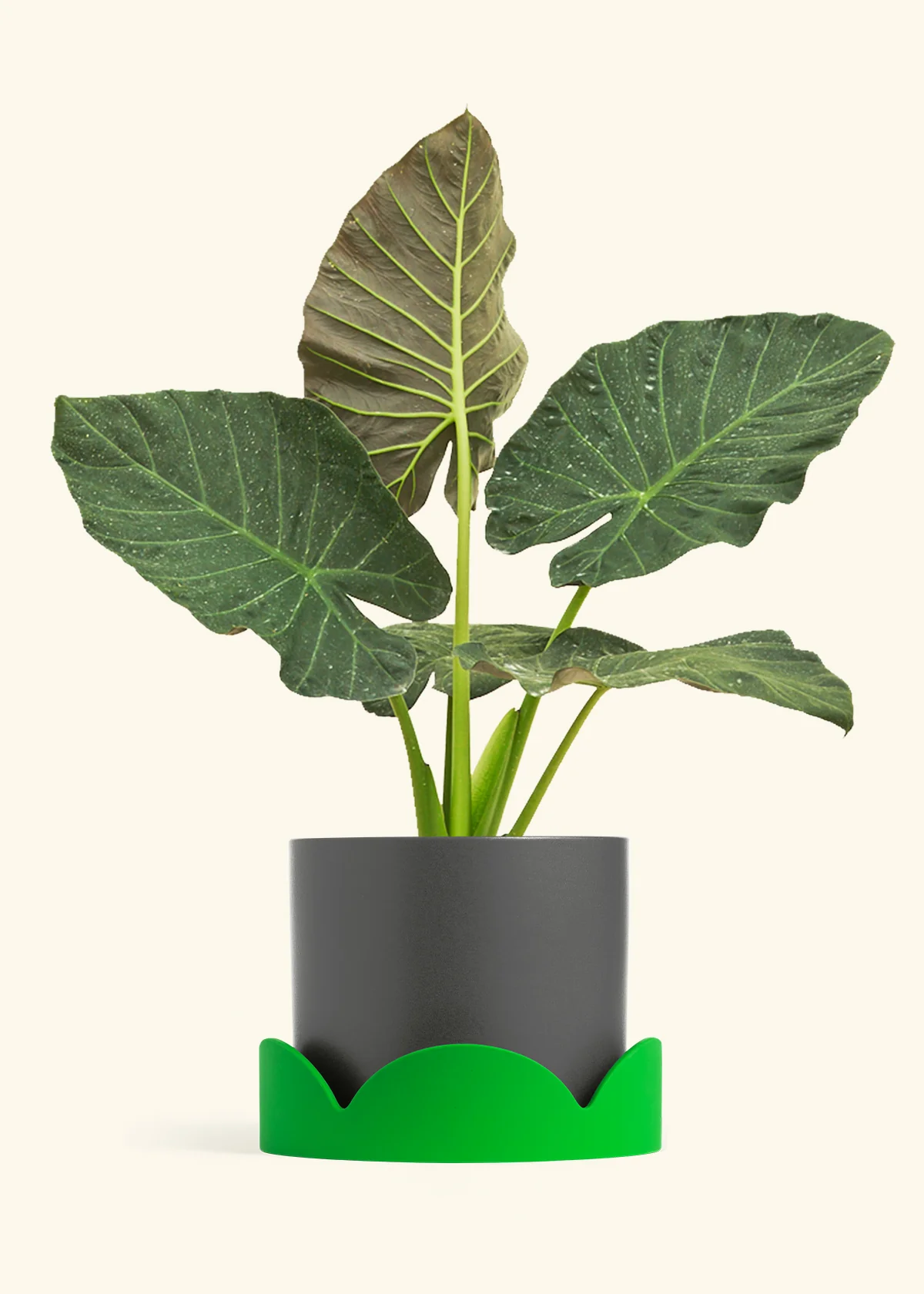 Product image 97