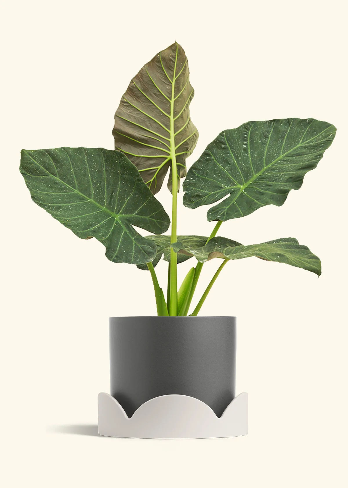 Product image 98