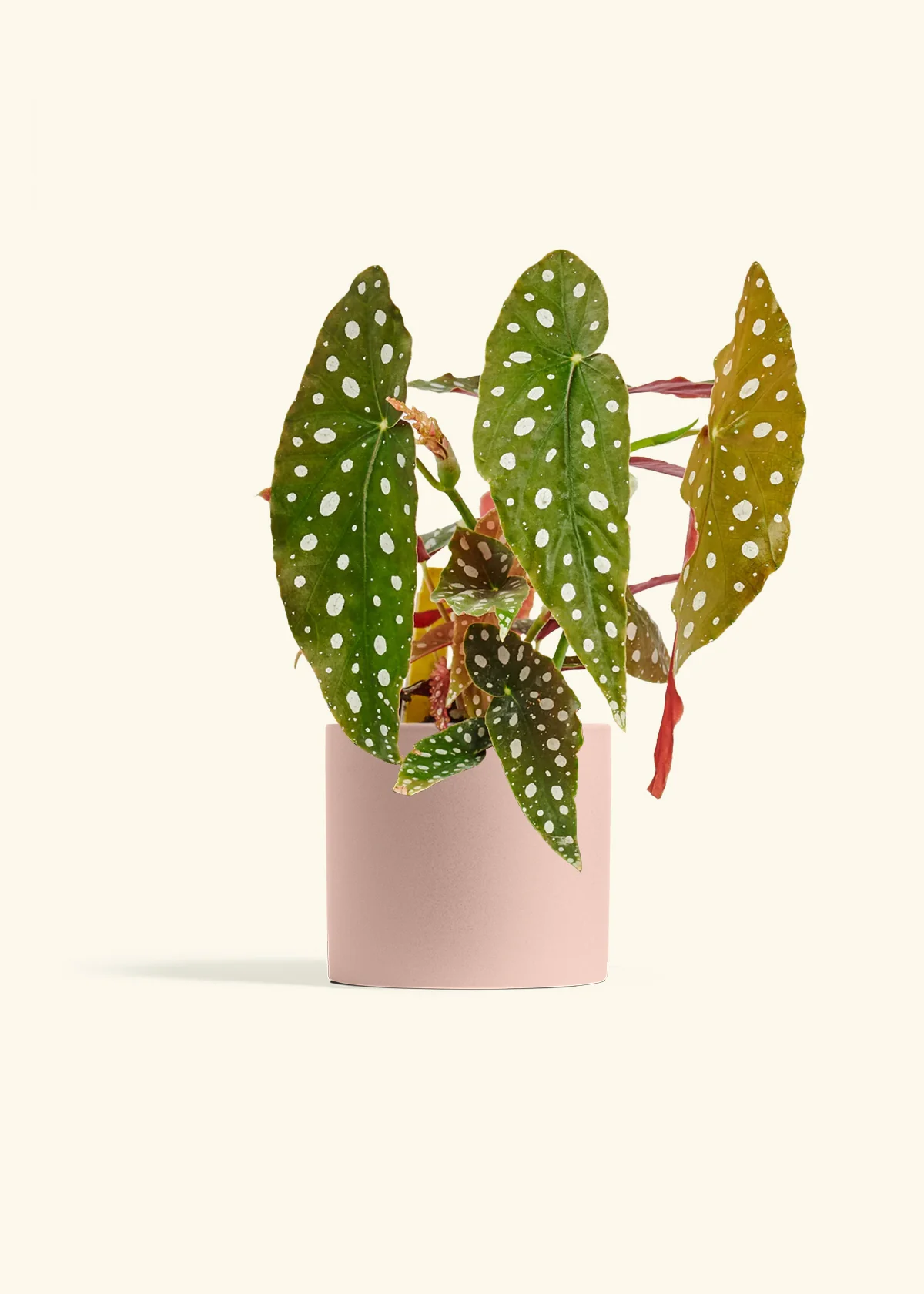 Product image 40