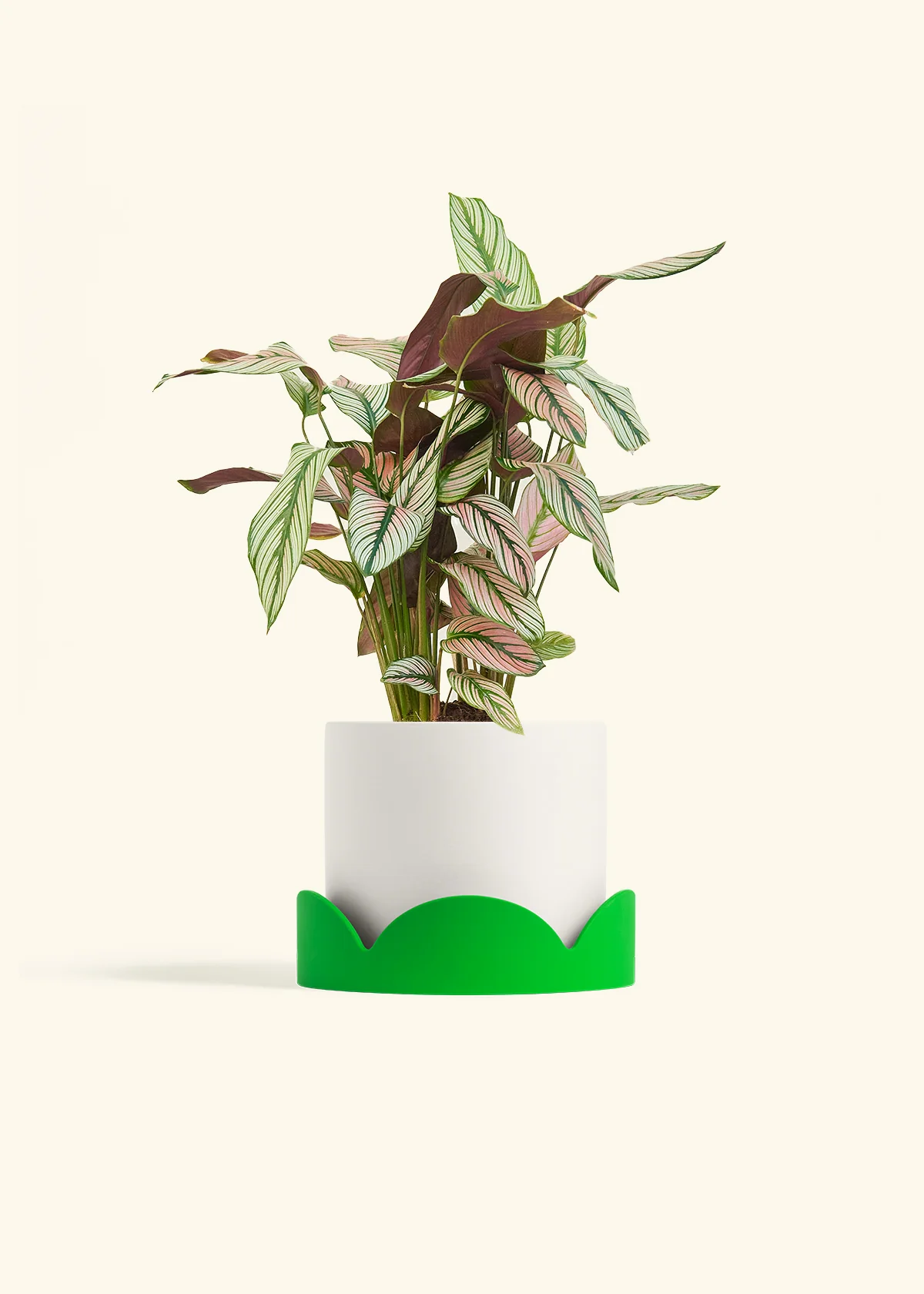 Product image 57
