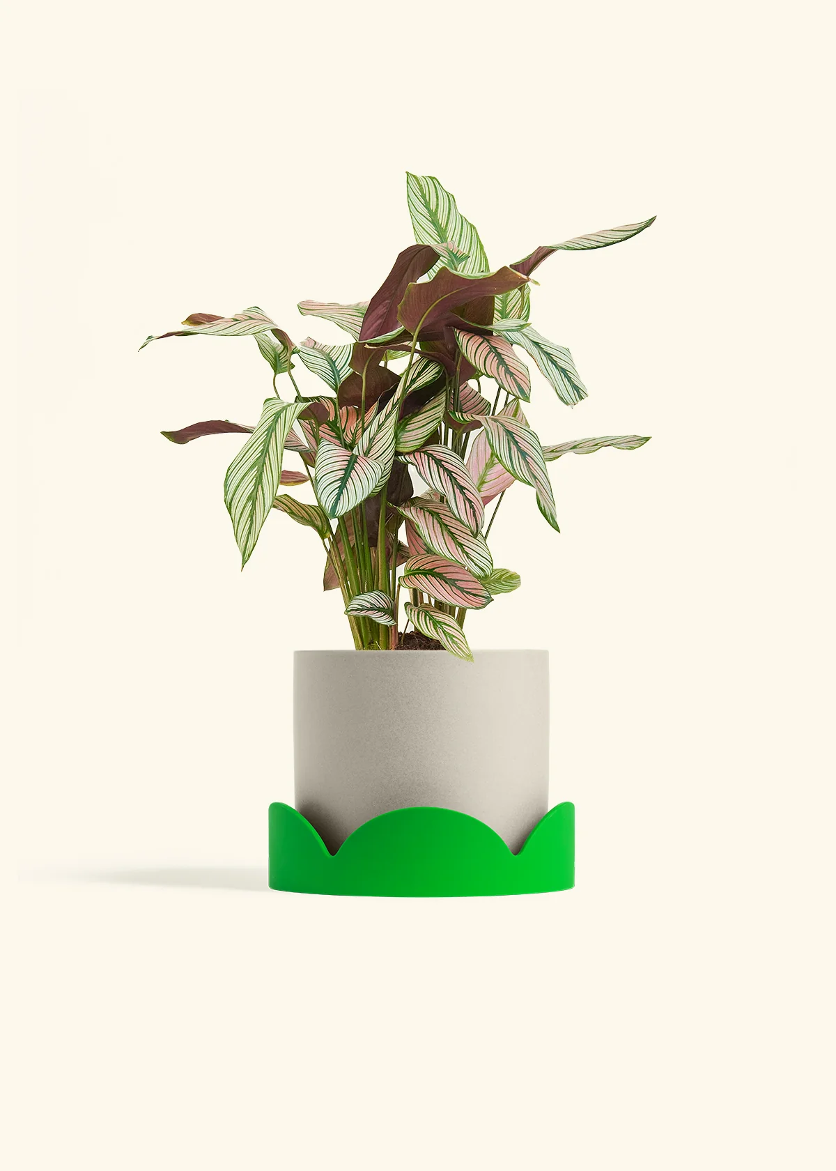 Product image 66