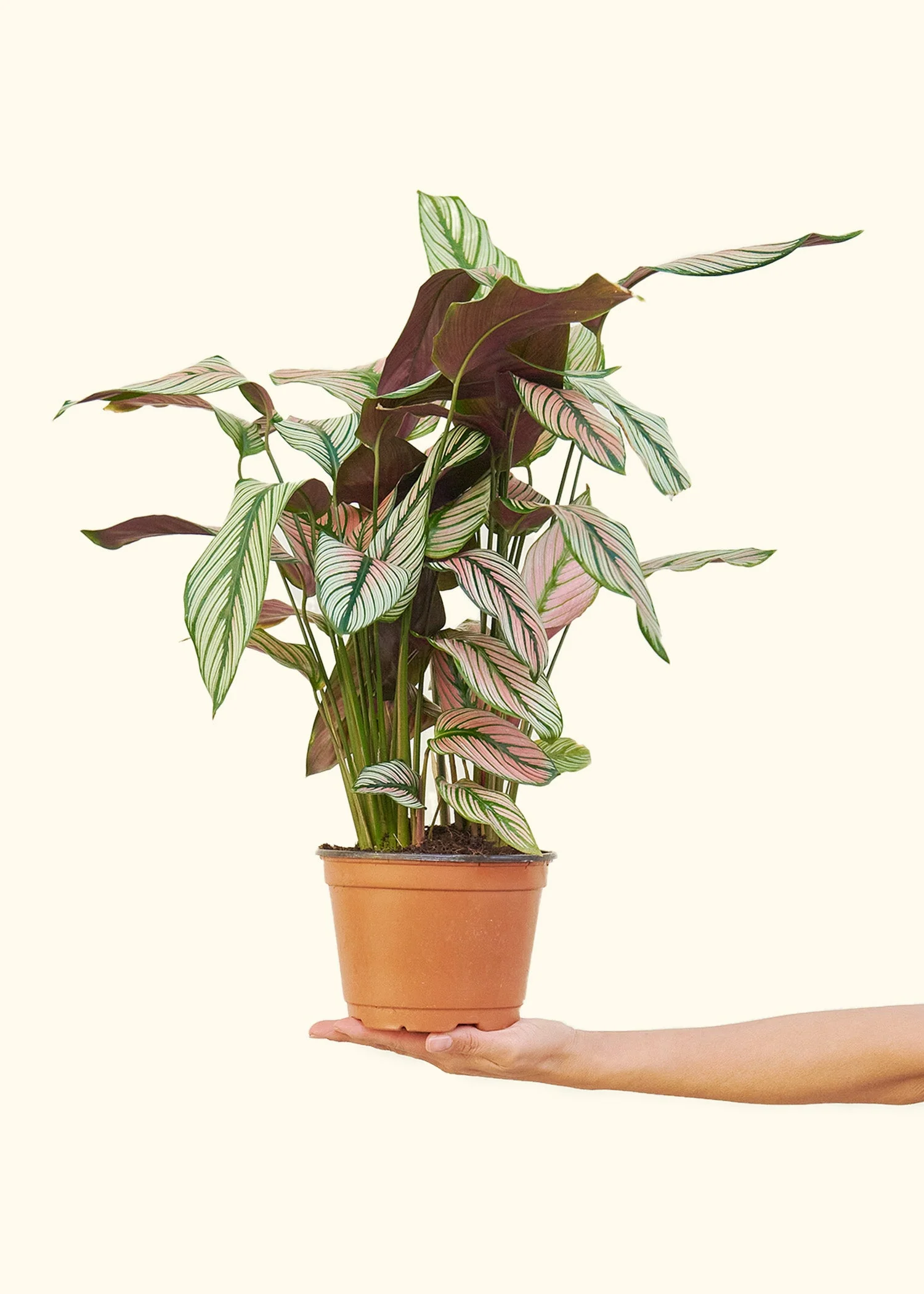 Product image 69