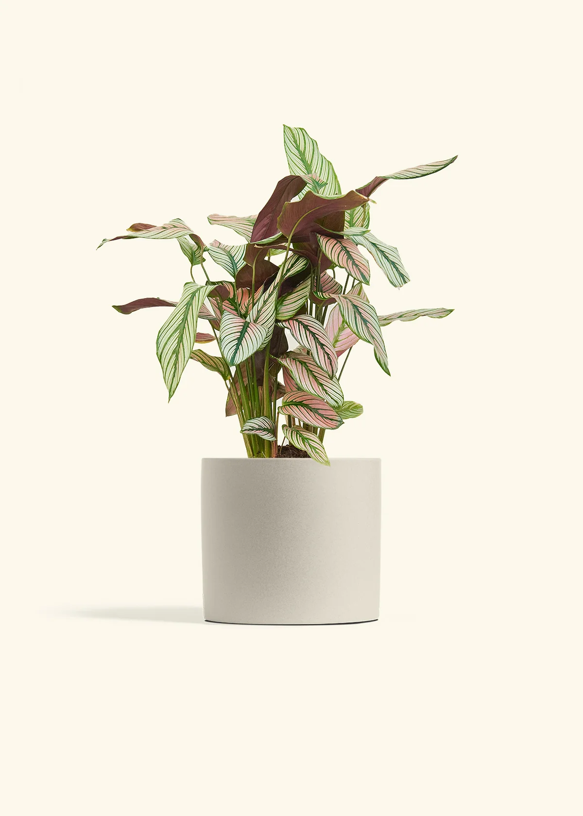 Product image 73