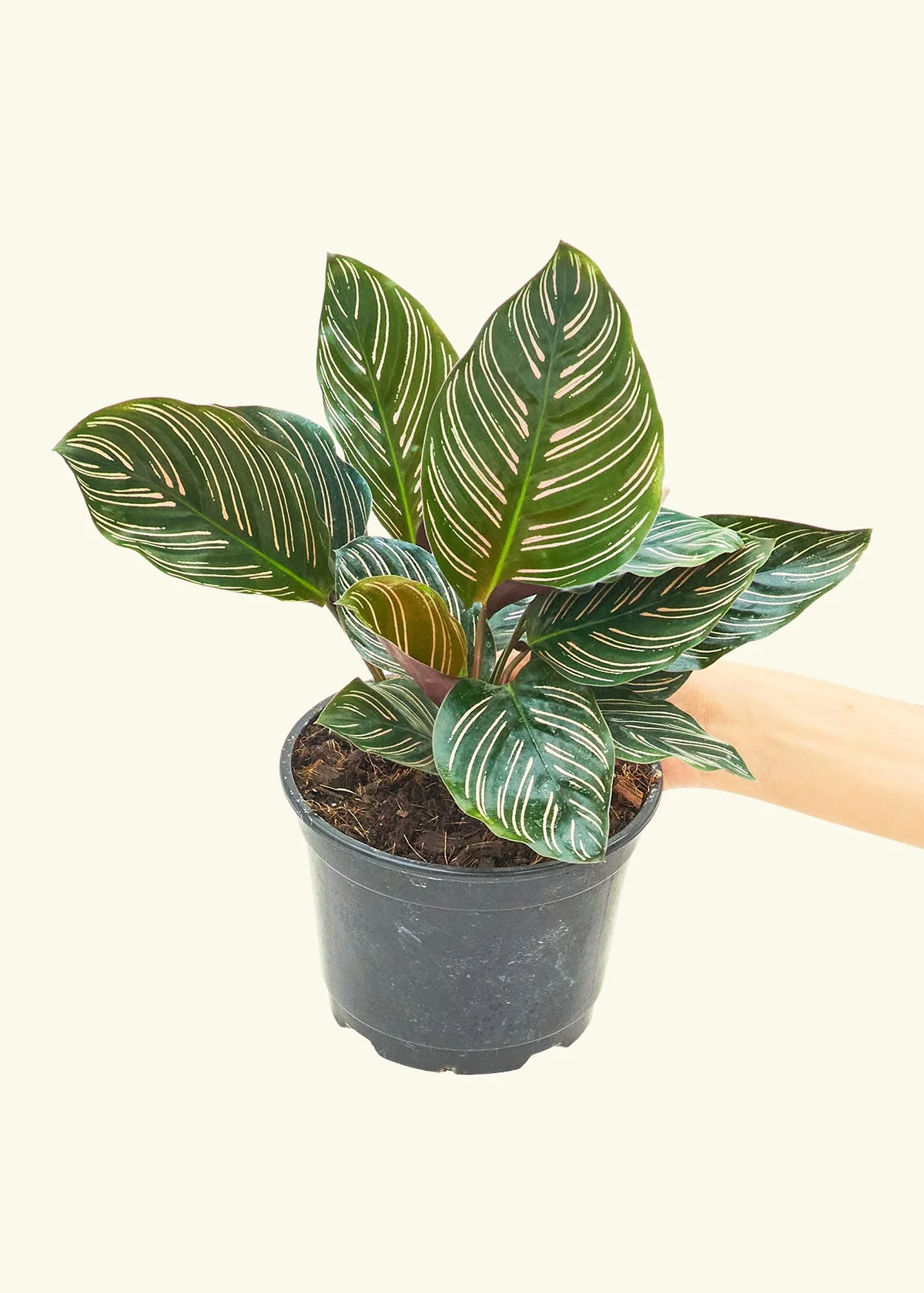Product image 47
