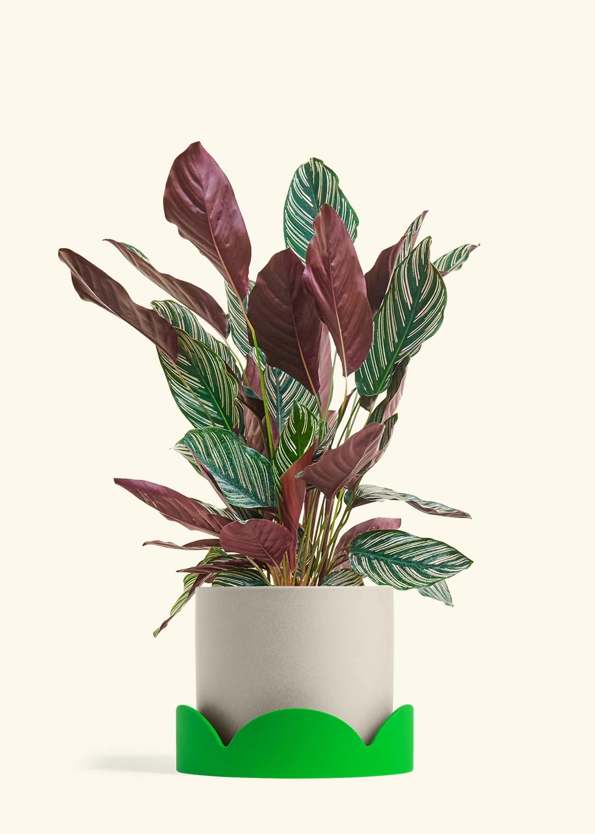 Product image 79