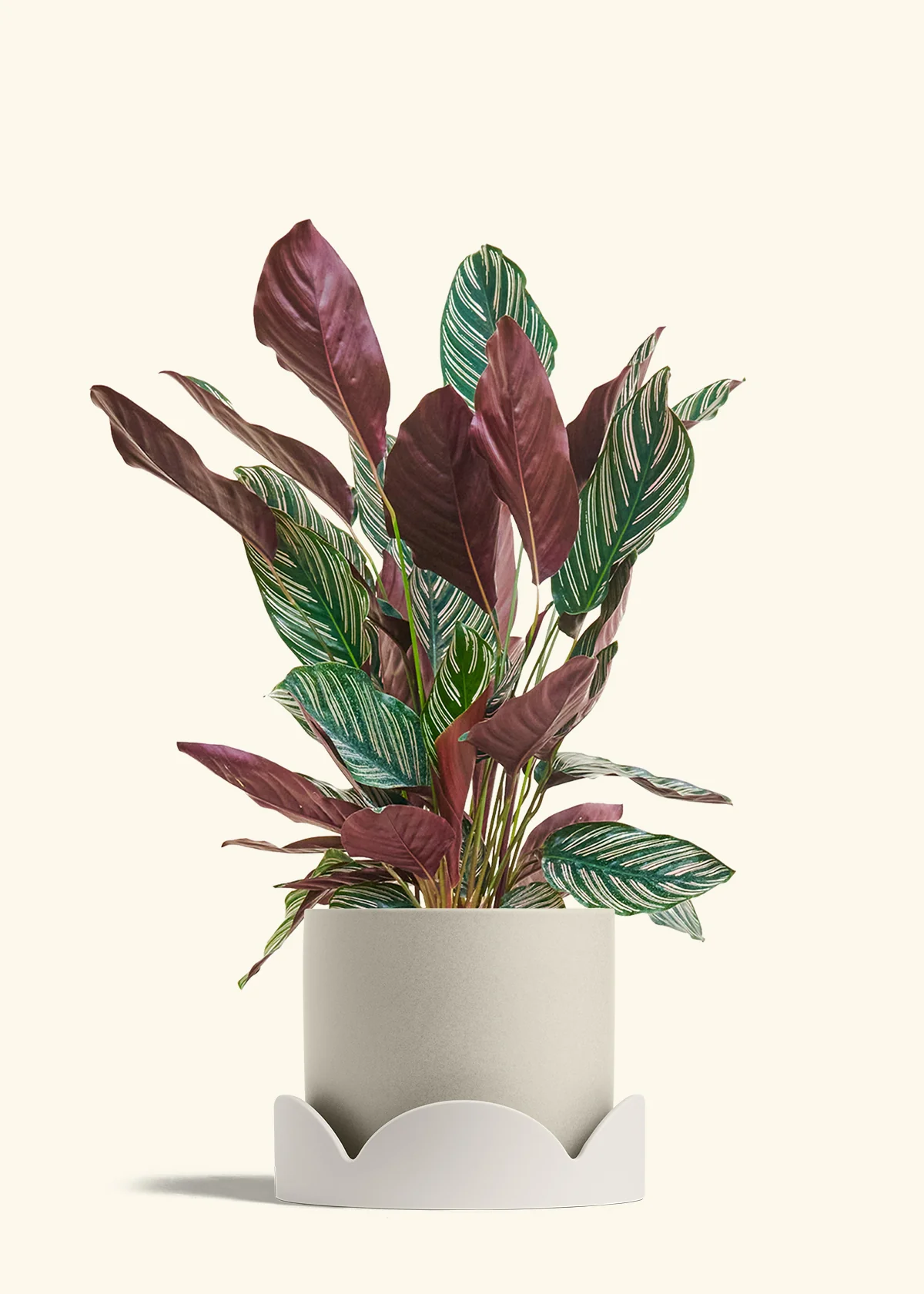 Product image 80
