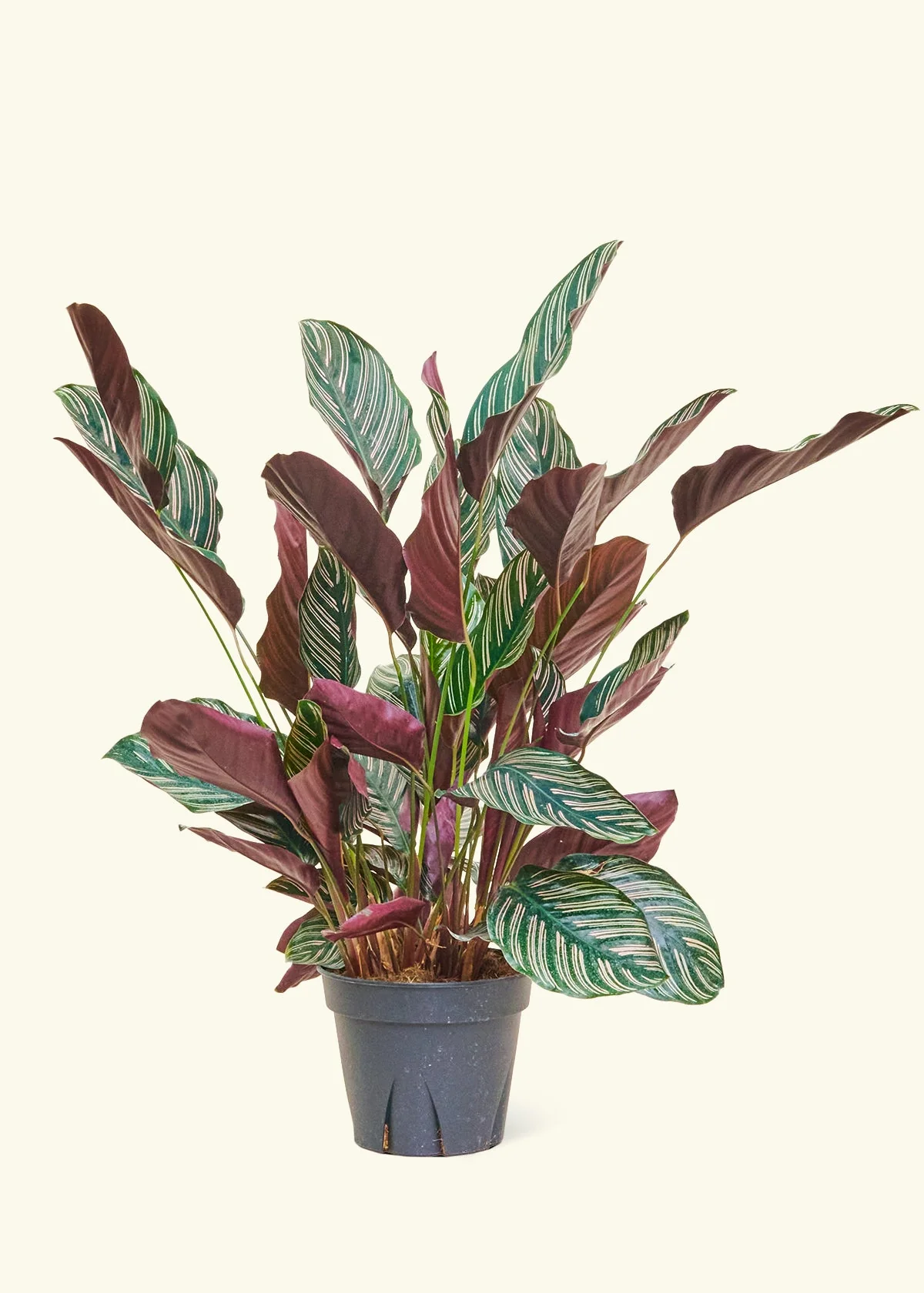 Product image 82
