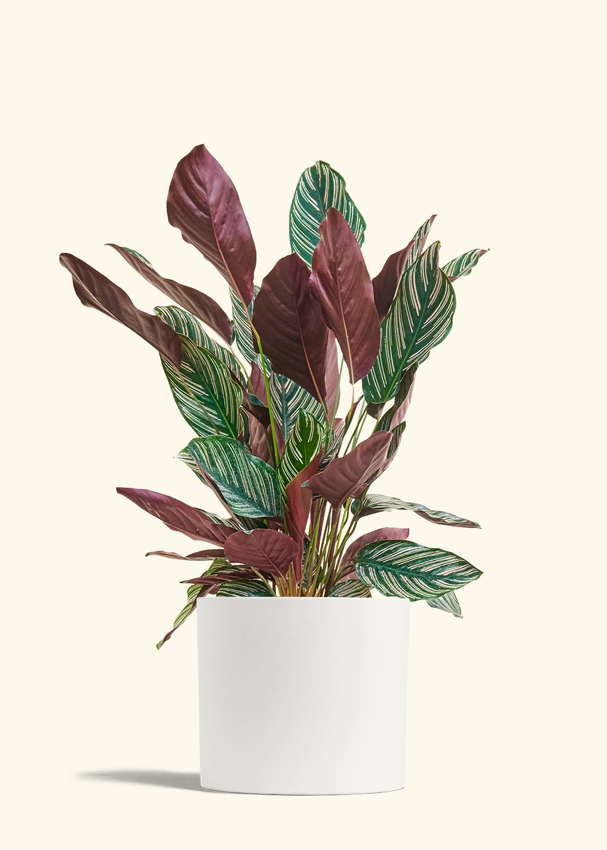 Product image 83