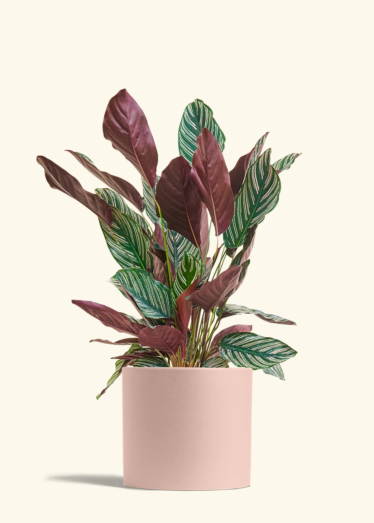 Product image 84