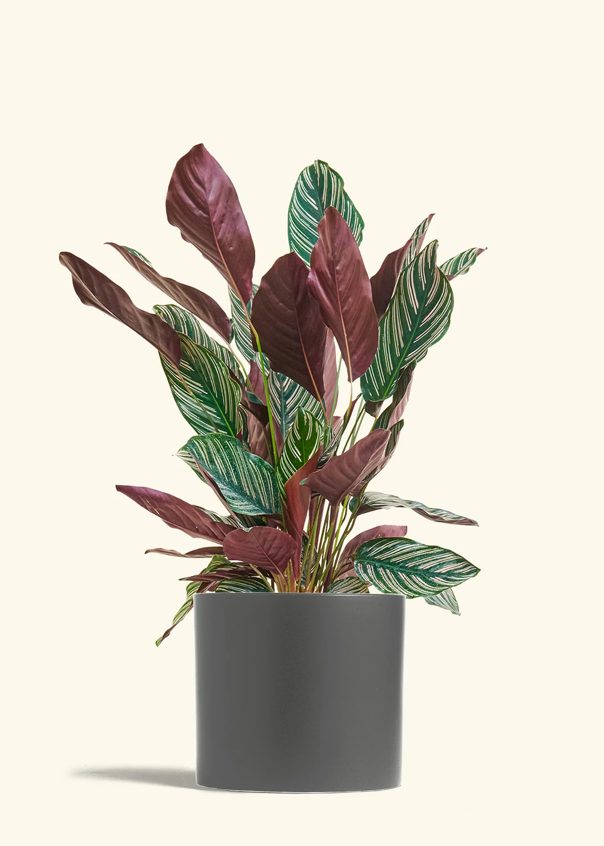 Product image 85