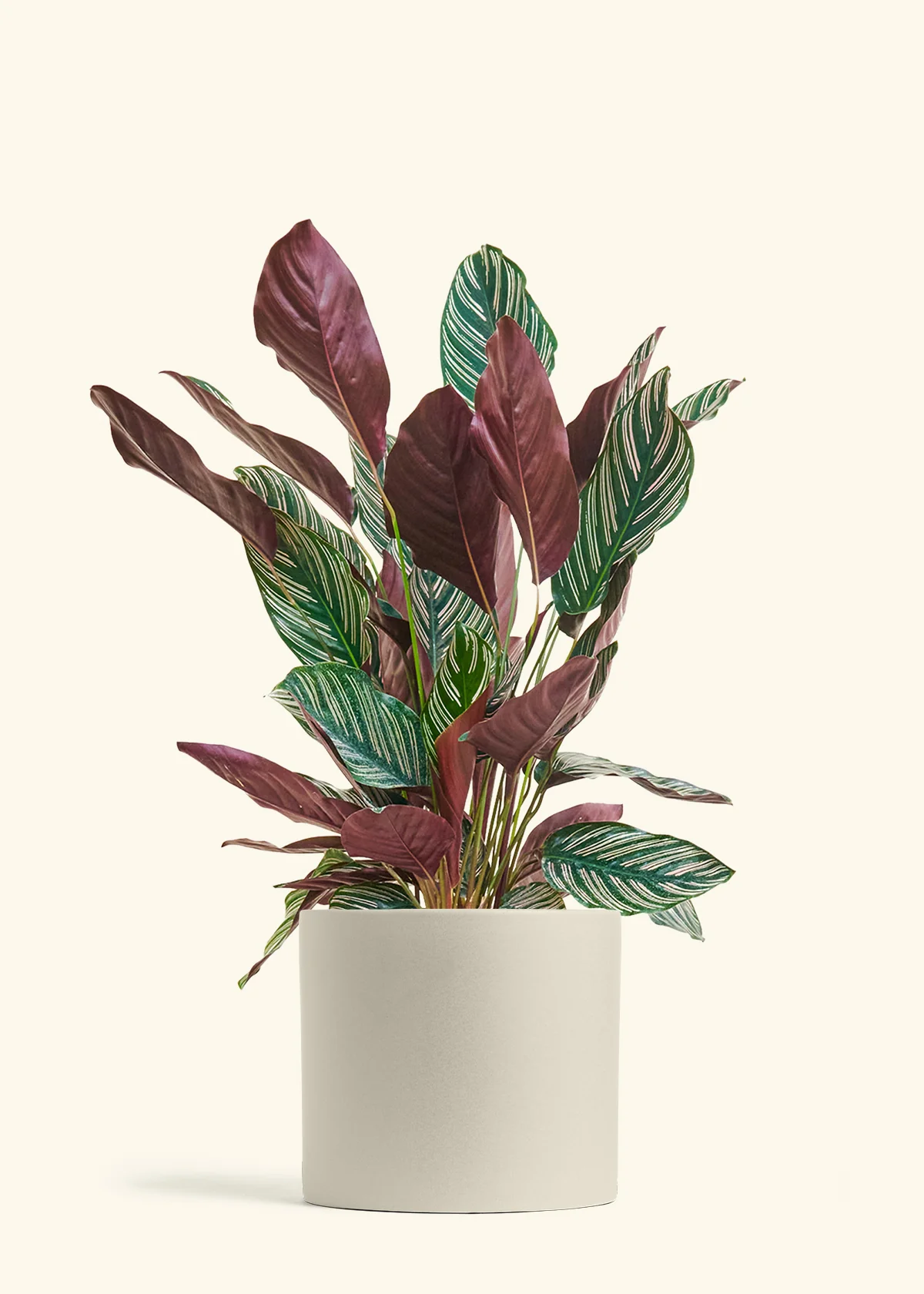 Product image 86