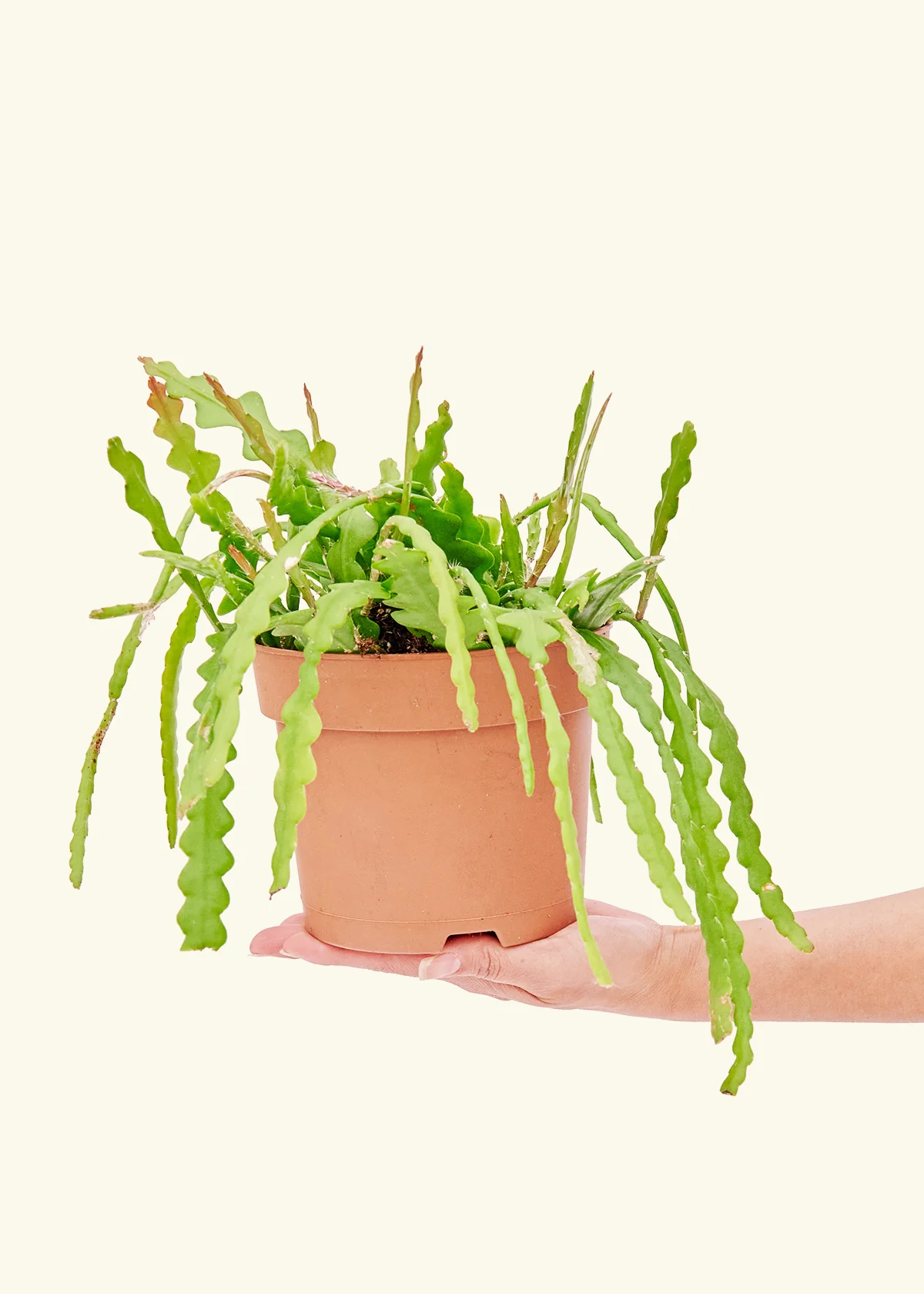 Product image 77