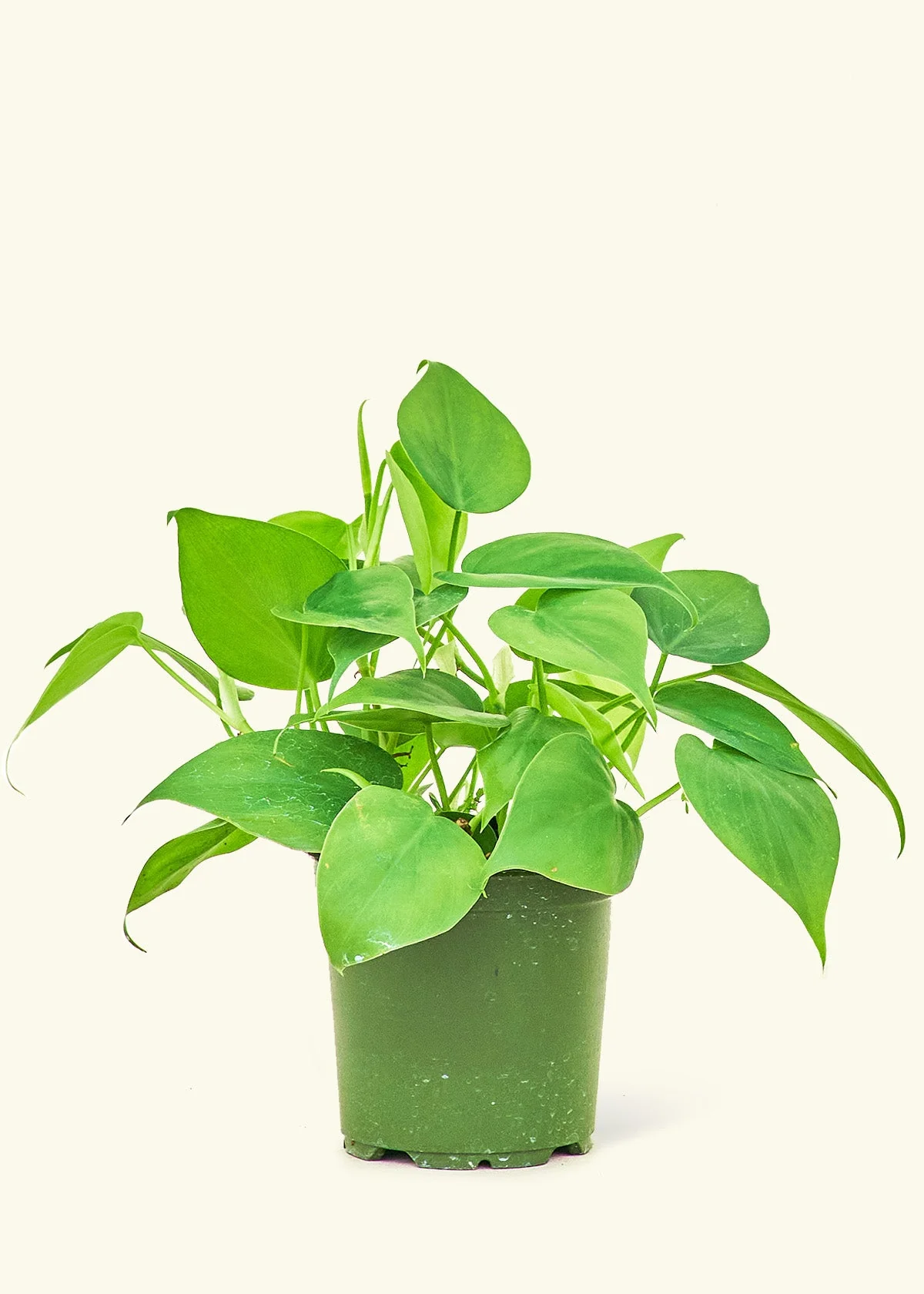 Philodendrons
