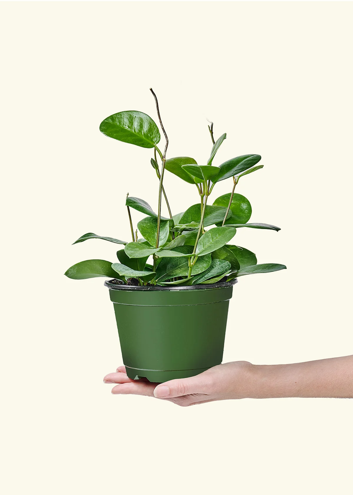 Product image 70