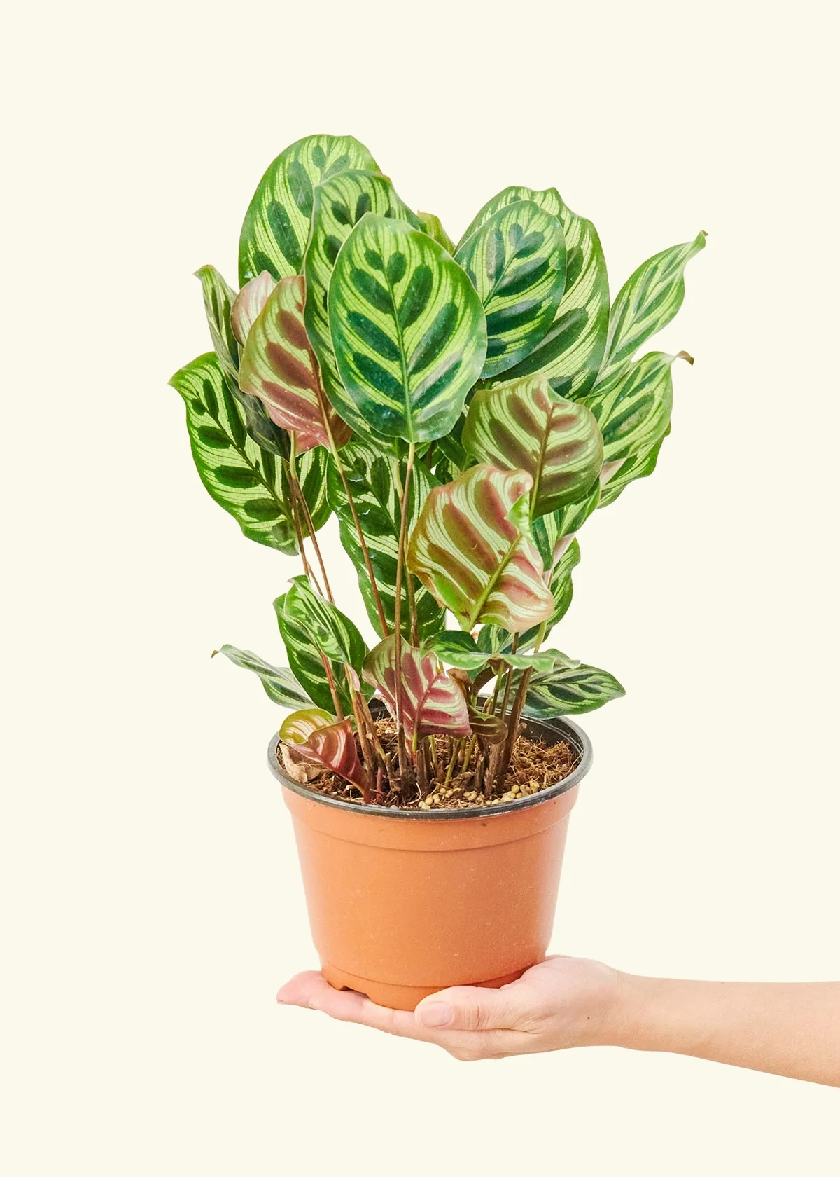 Product image 48
