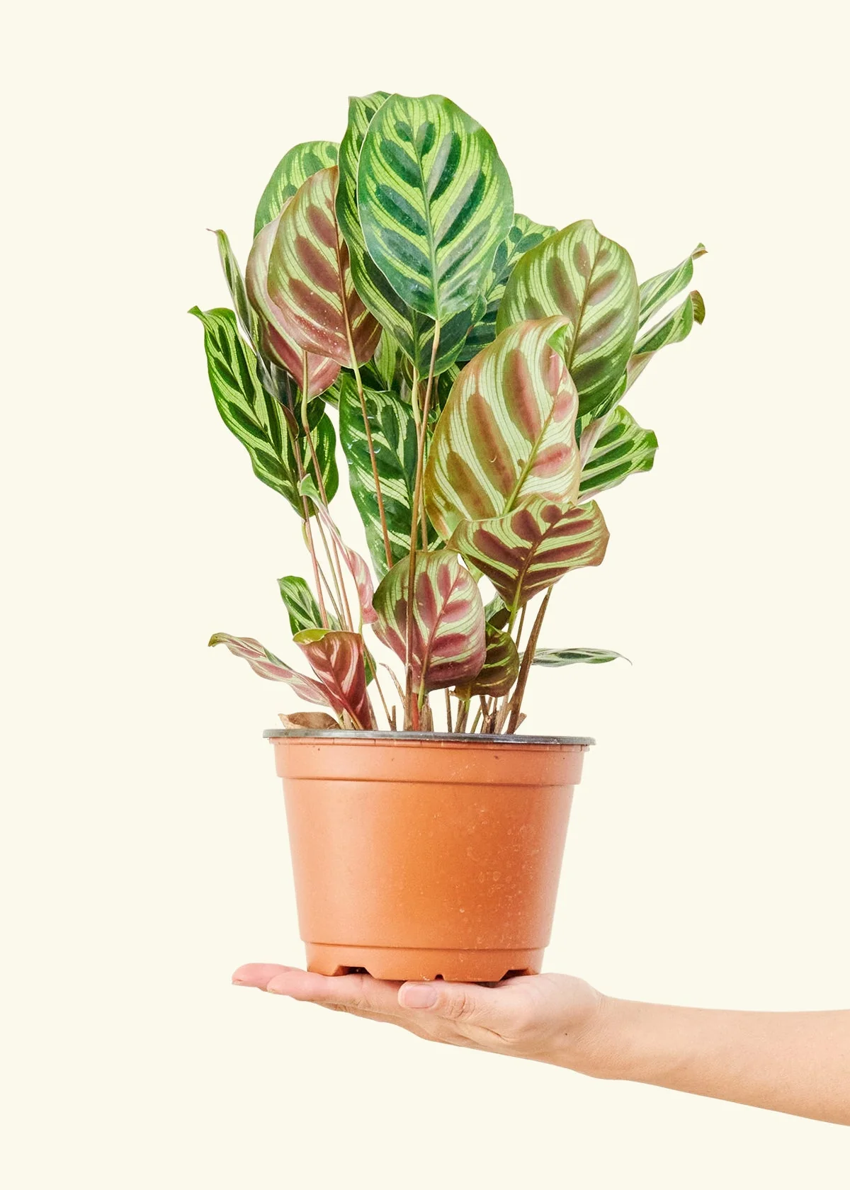 Product image 49