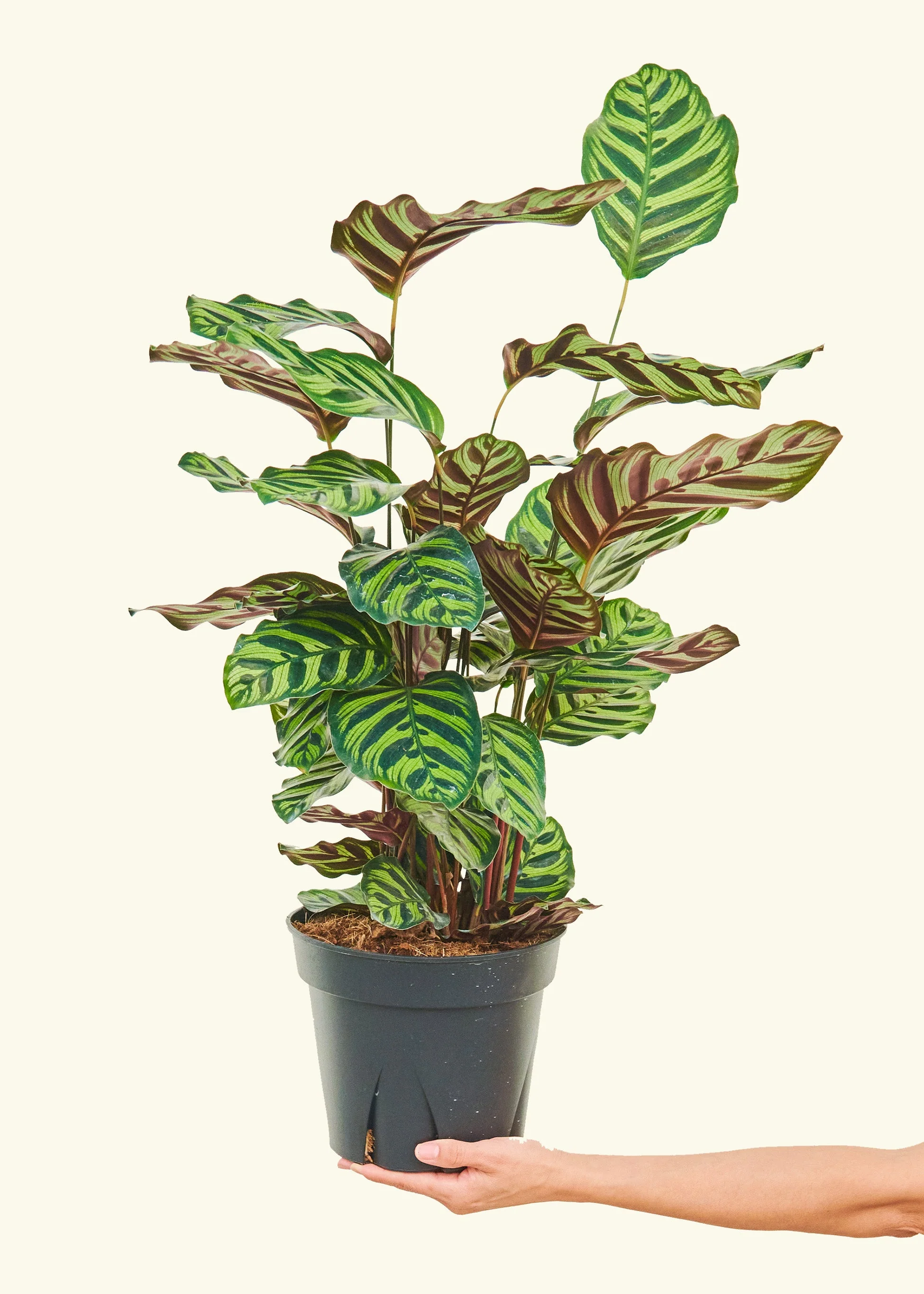 Product image 55