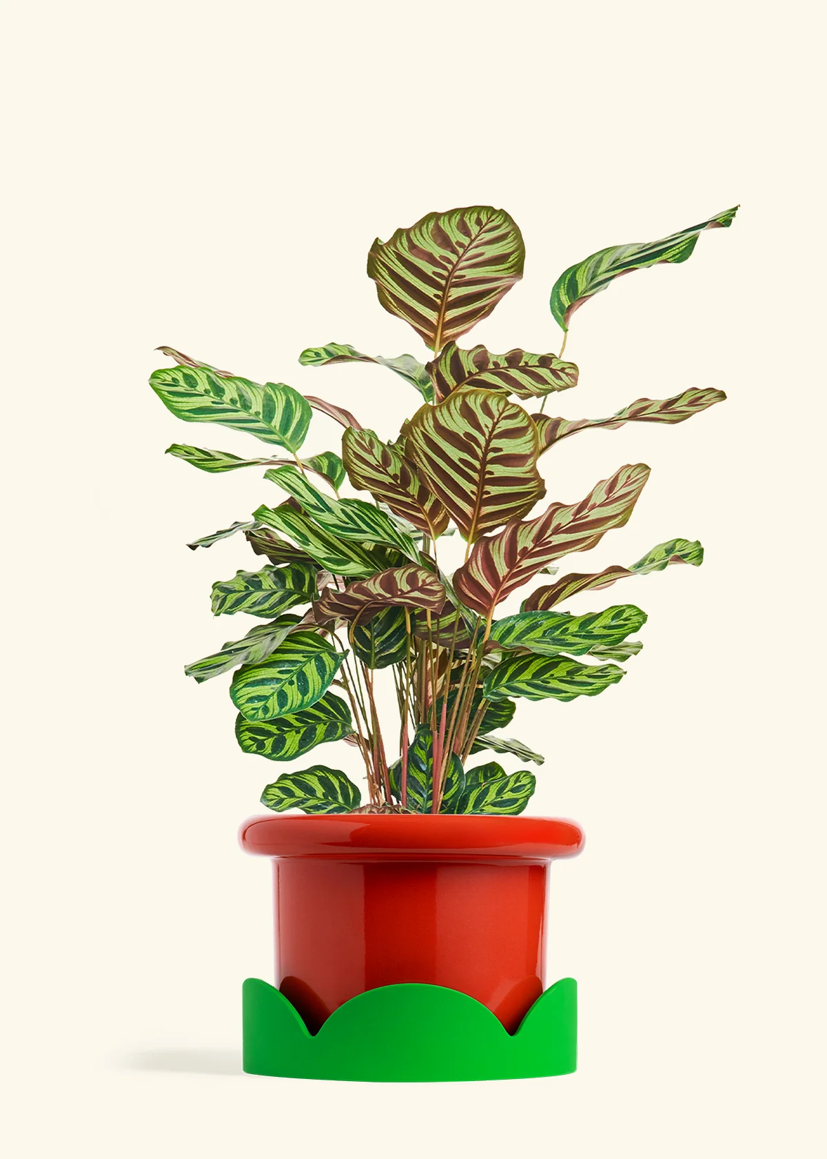 Product image 65
