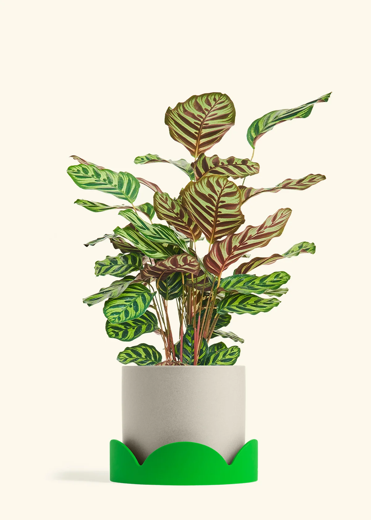 Product image 81