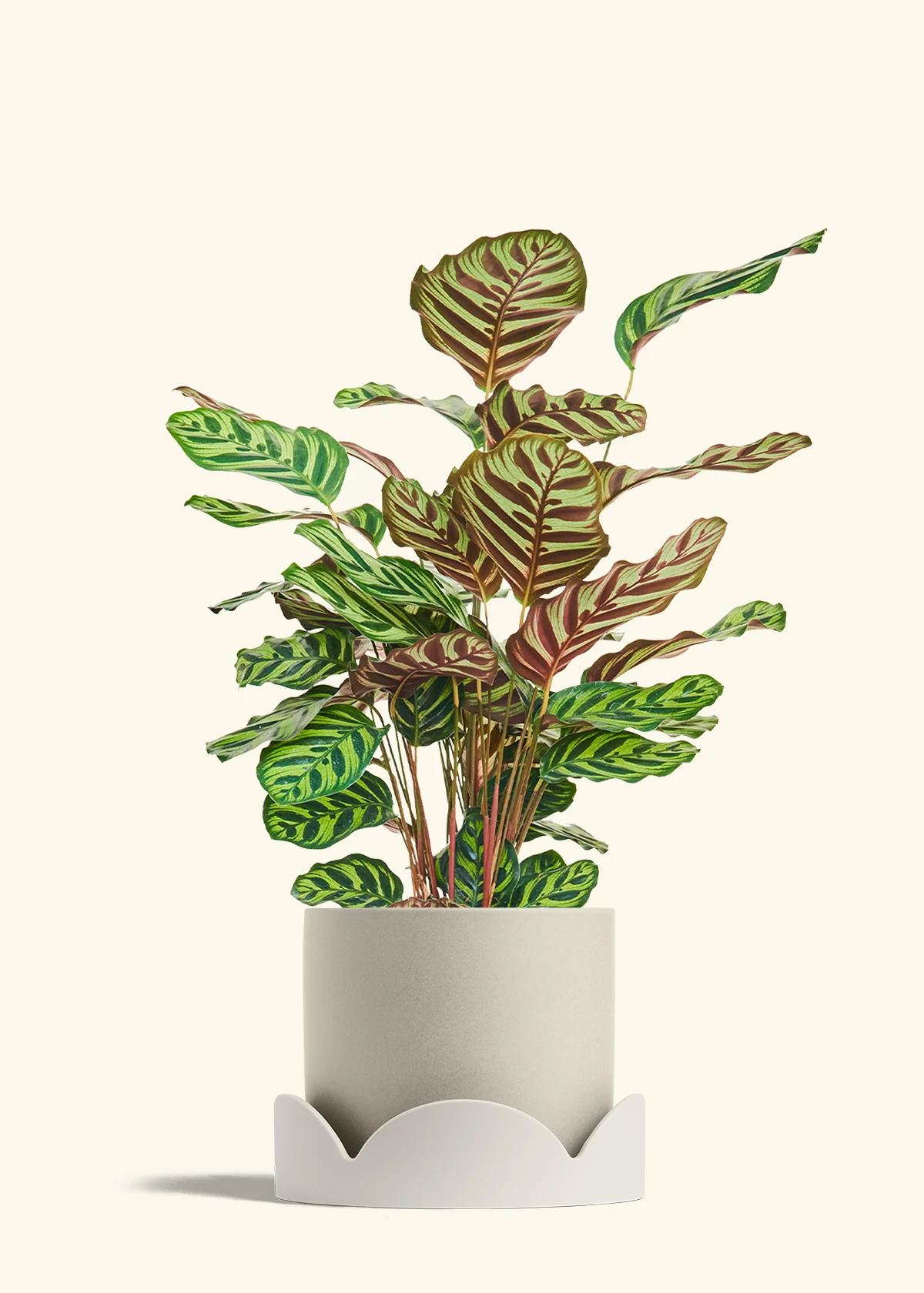 Product image 82