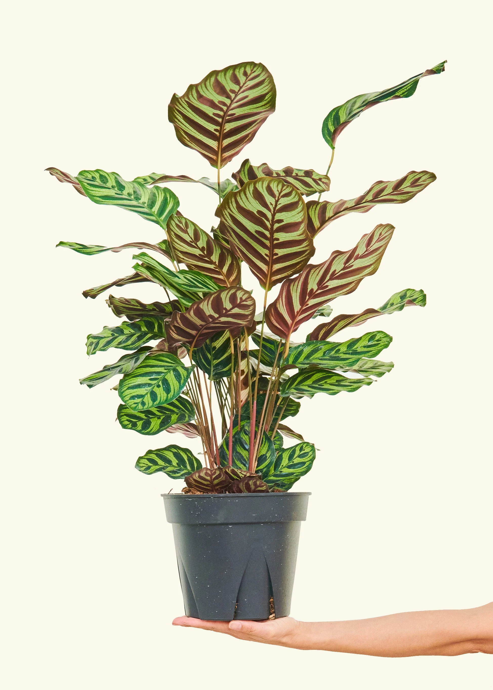 Product image 84