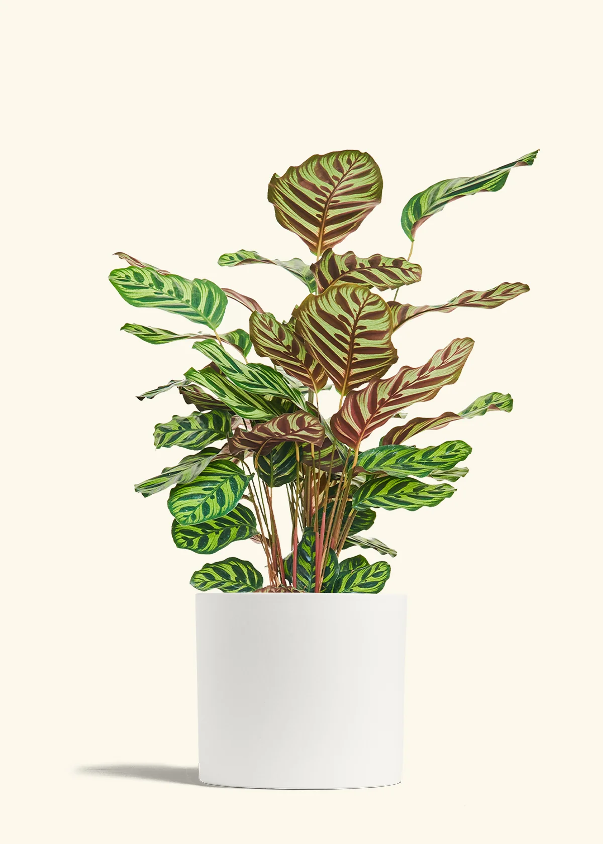 Product image 85