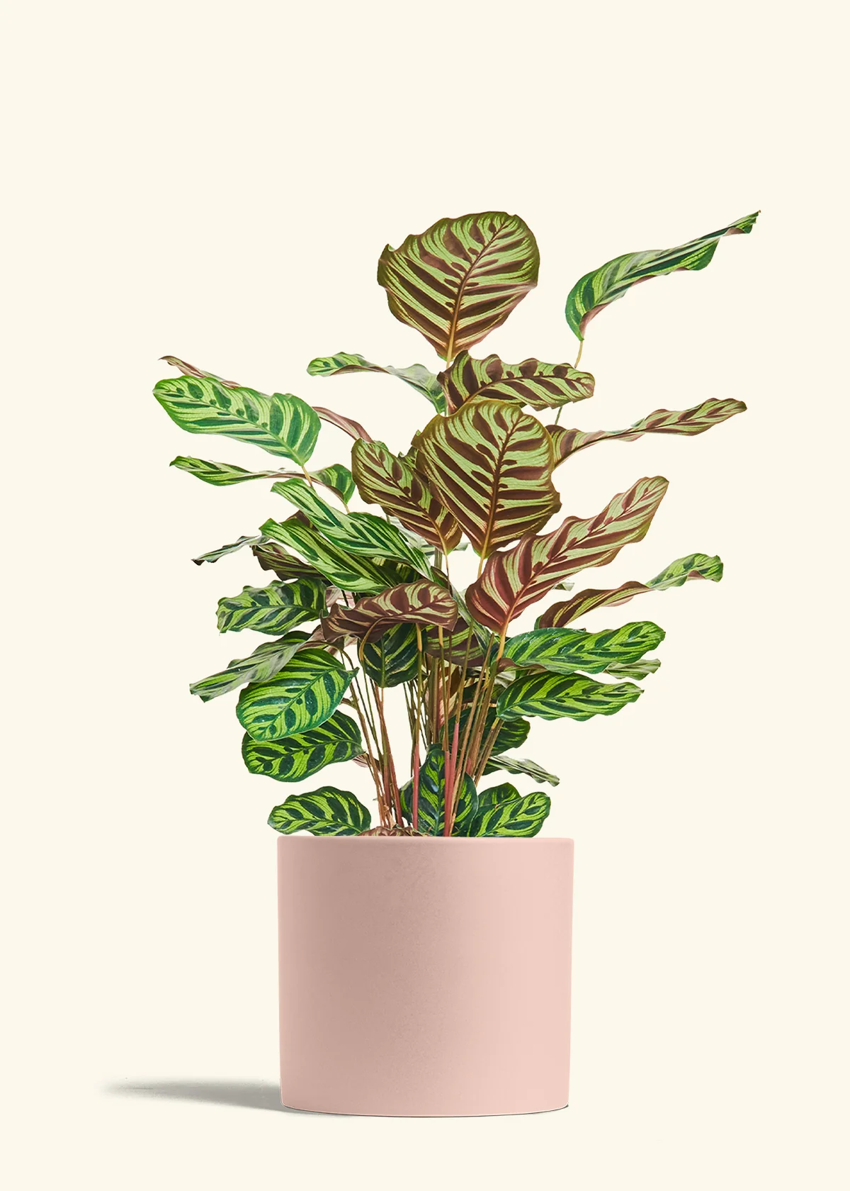 Product image 86