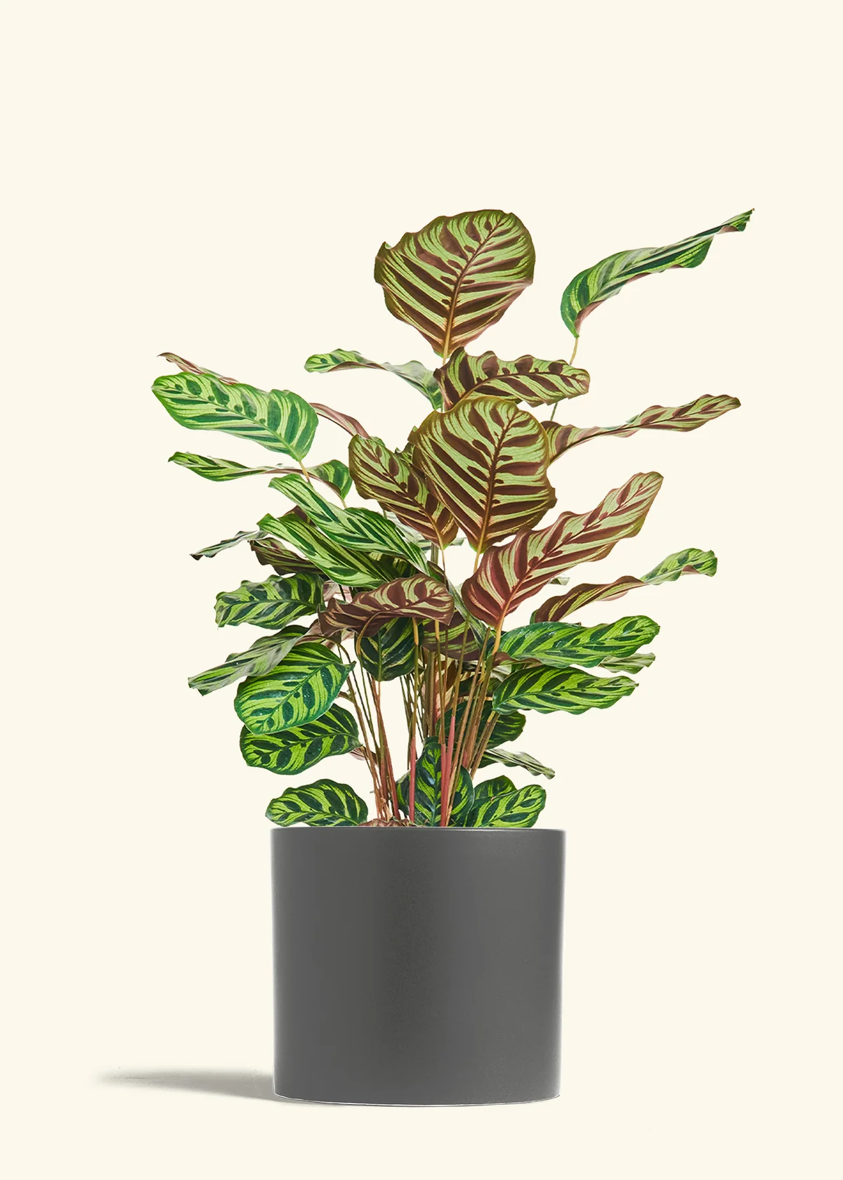 Product image 87