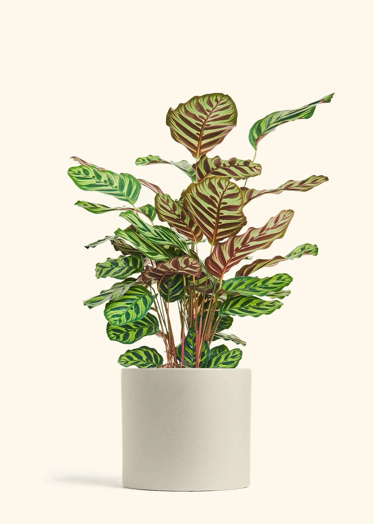 Product image 88