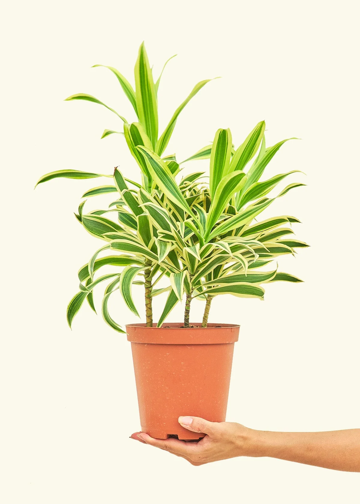Product image 40