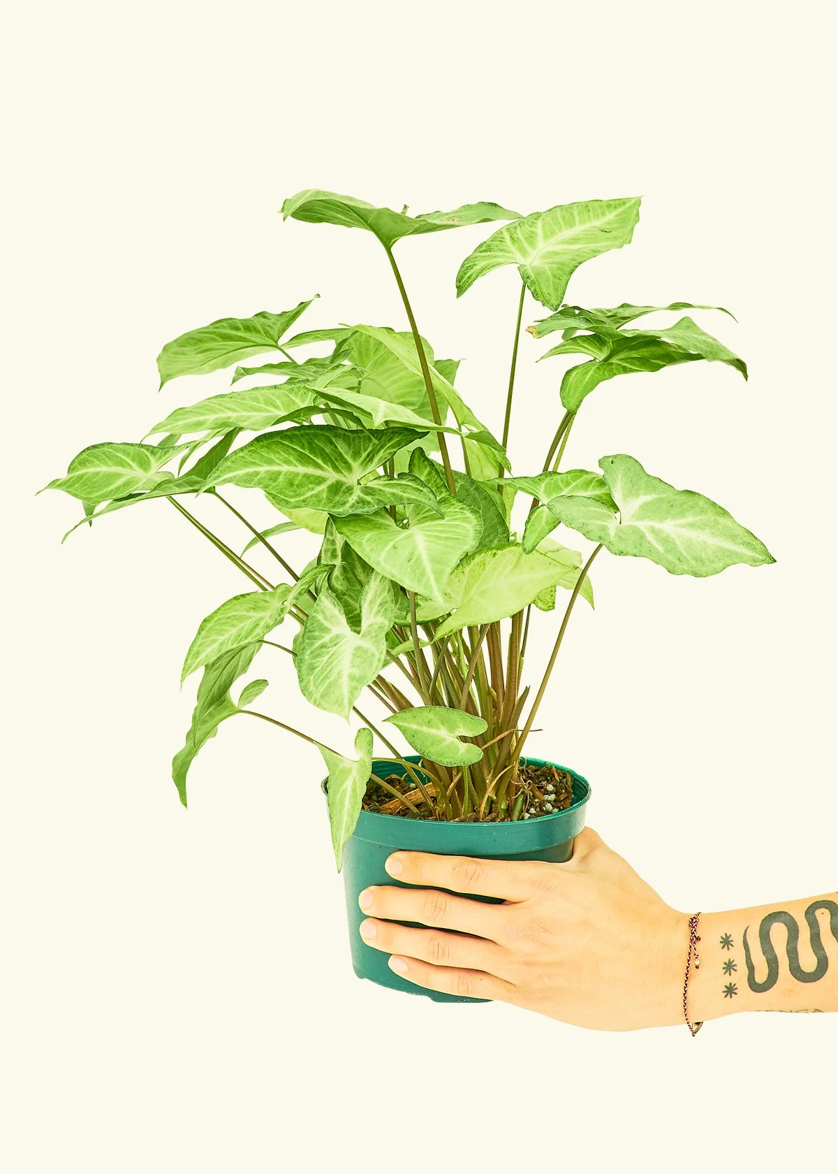 Product image 38