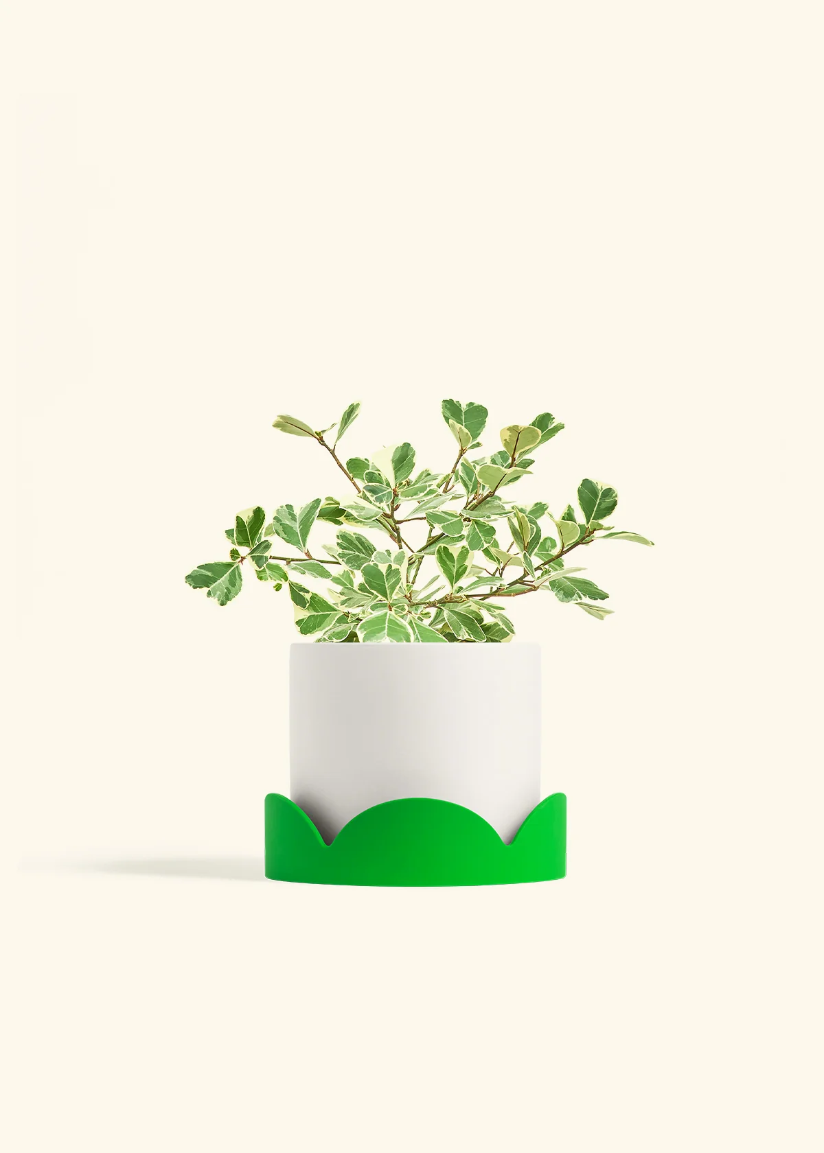 Product image 57